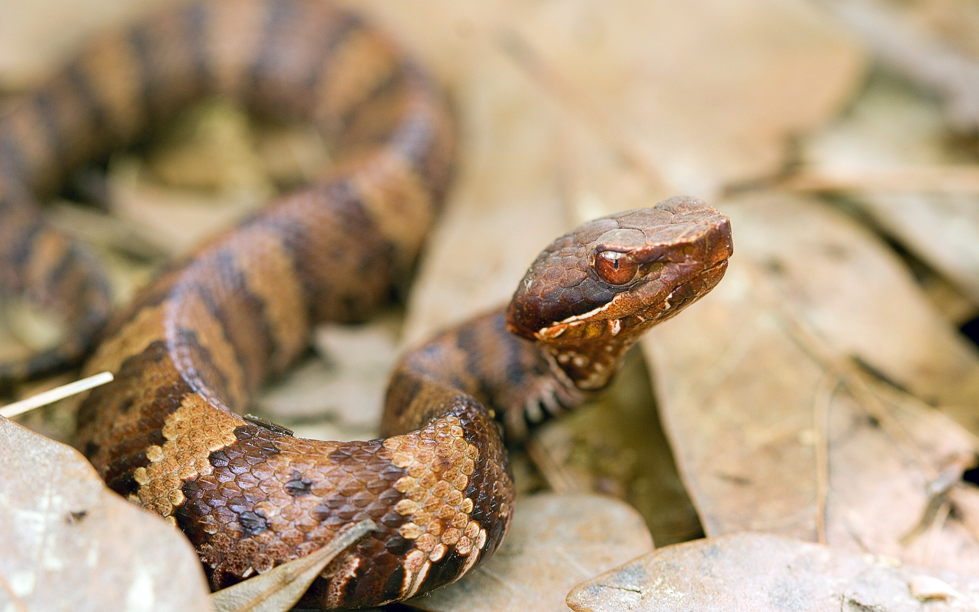General 1920x1200 animals snake nature reptiles