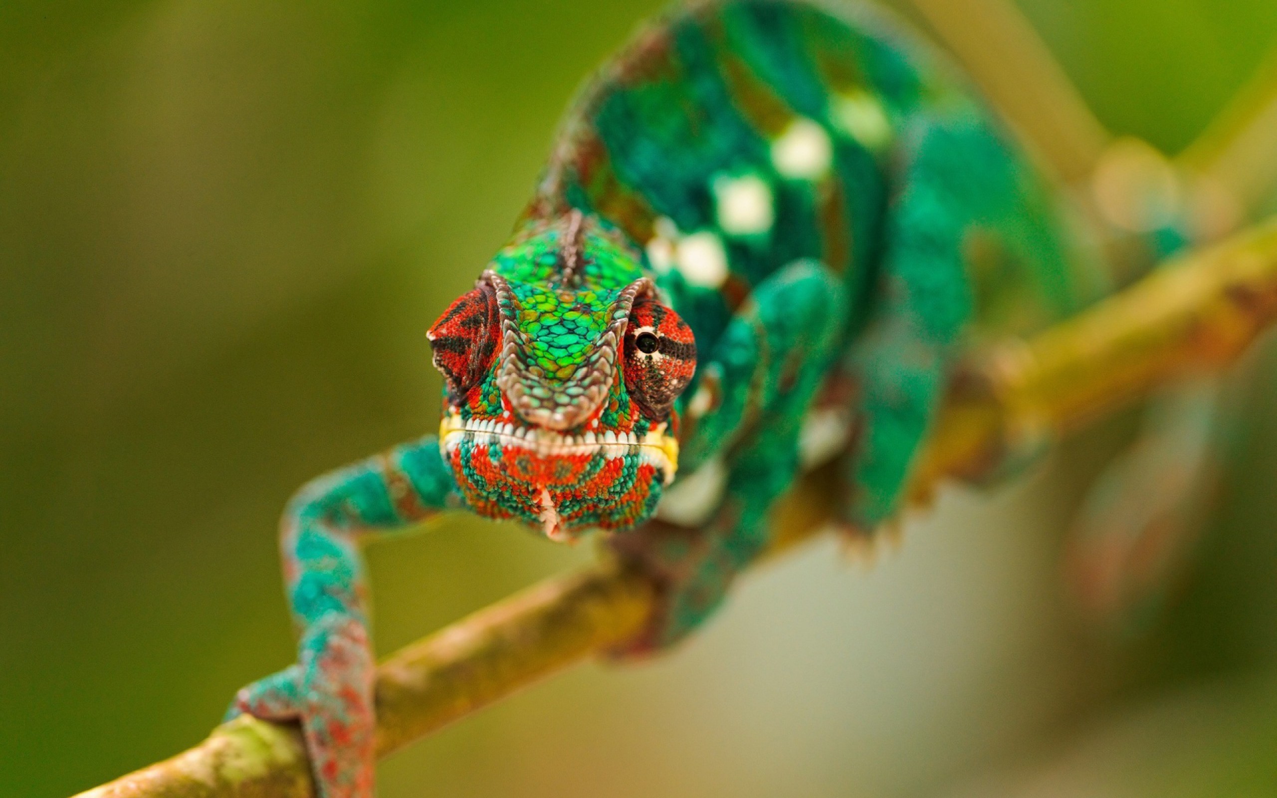 General 2560x1600 chameleons green blurred macro animals closeup