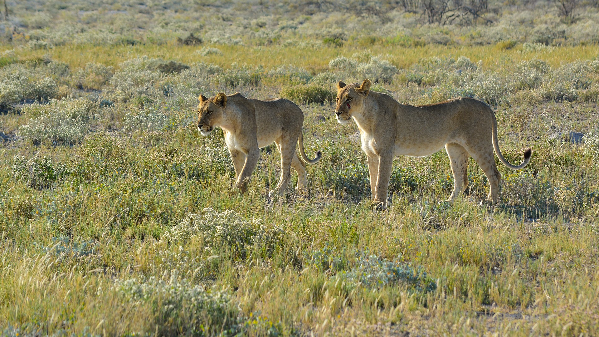 General 1920x1080 Namibia lion animals savannah nature wildlife Africa big cats mammals