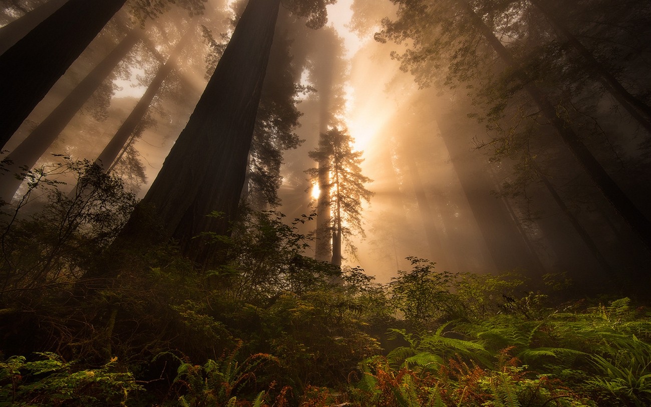 General 1300x812 nature redwood sun rays forest trees mist ferns plants sunlight outdoors