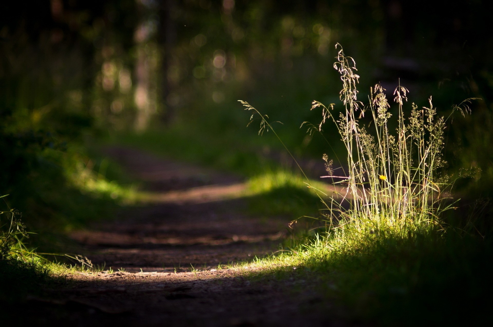 General 1920x1275 grass sunlight depth of field blurred photography outdoors plants path