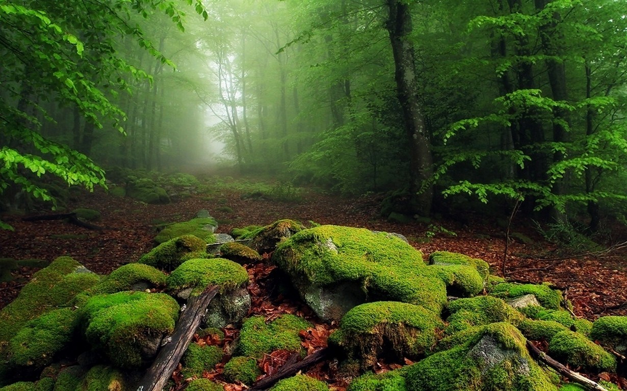 General 1230x768 nature mist forest moss leaves morning trees path plants fallen leaves