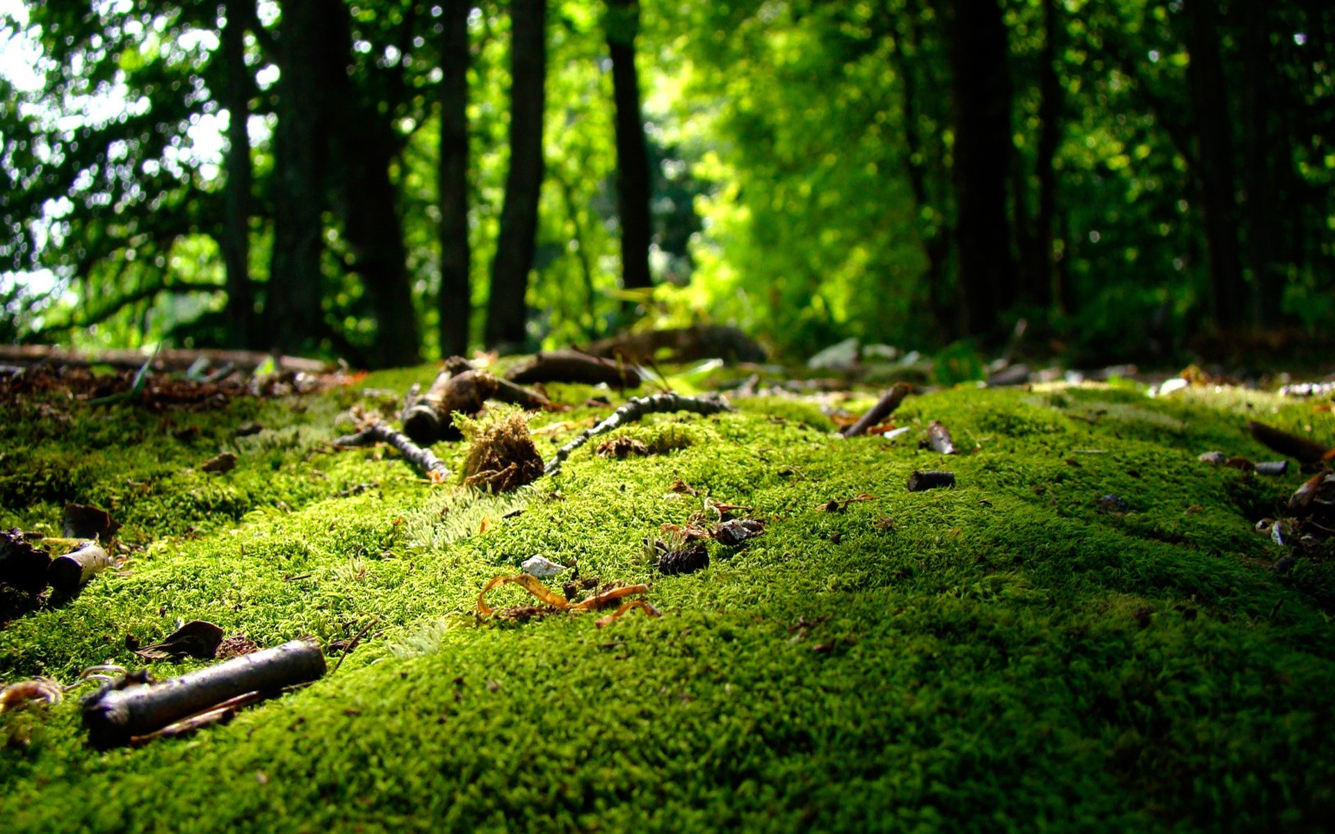 General 1920x1200 moss nature forest green worm's eye view trees
