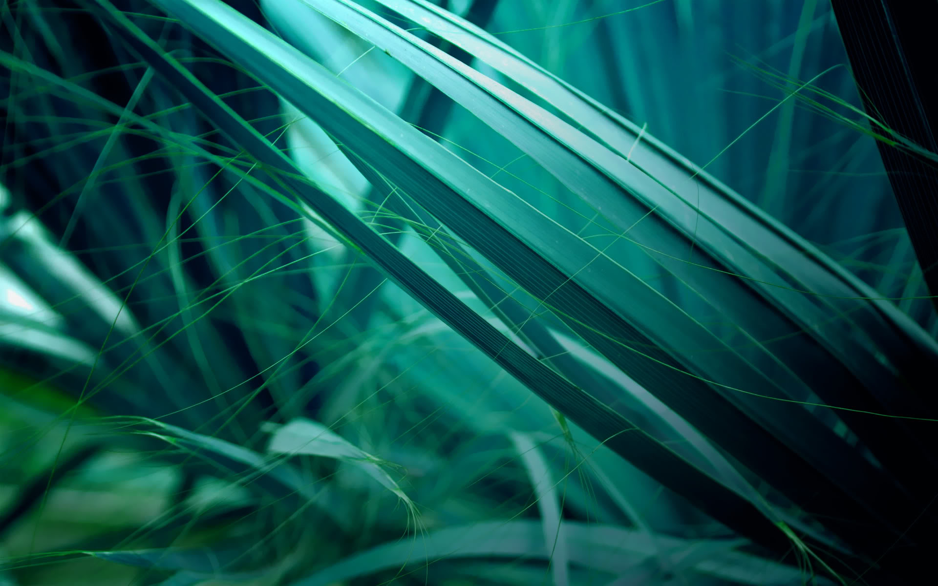 General 1920x1200 grass macro plants nature green turquoise reeds