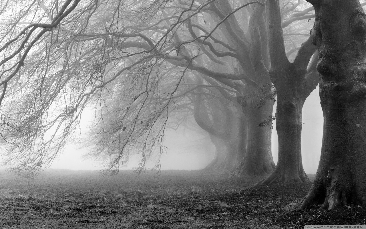 General 1280x800 photography nature monochrome trees outdoors