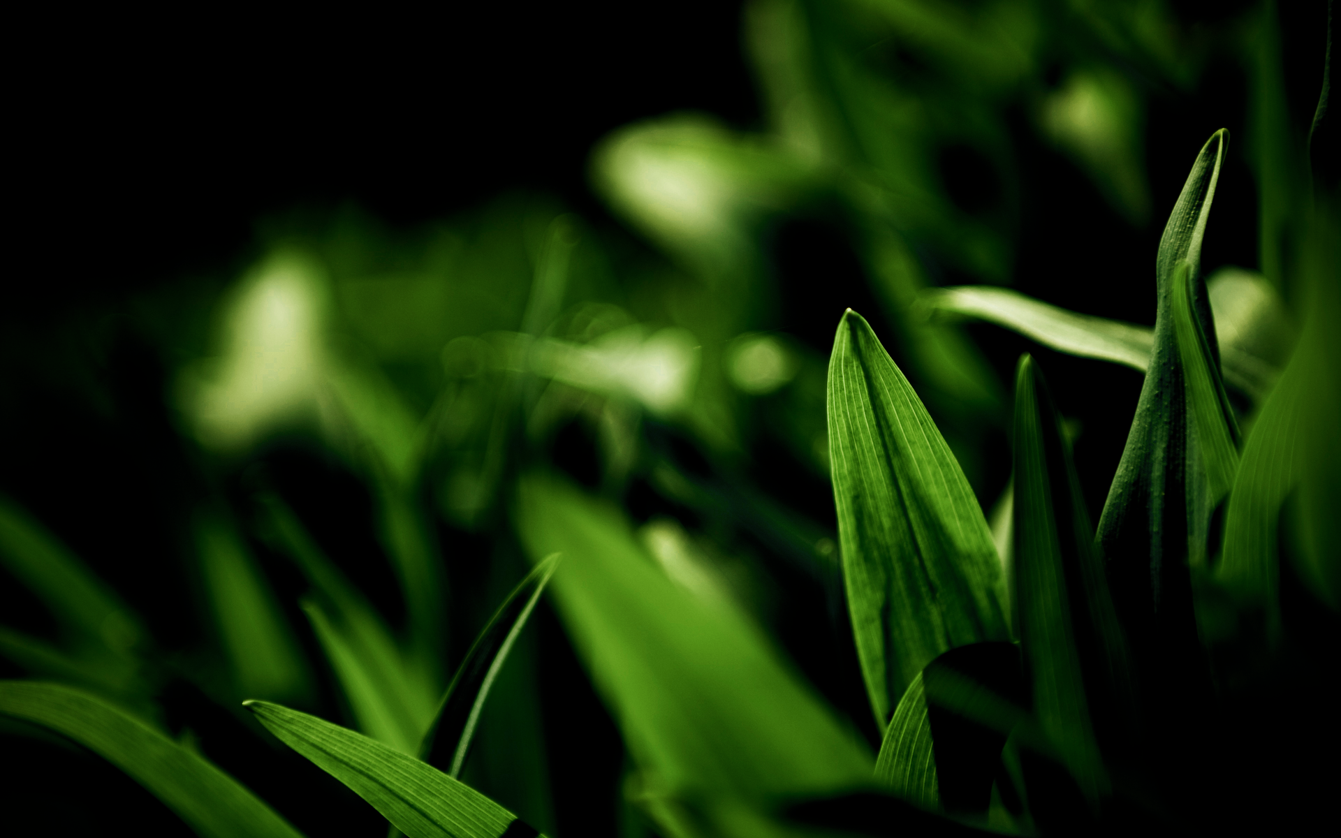 General 1920x1200 photography leaves green plants closeup depth of field