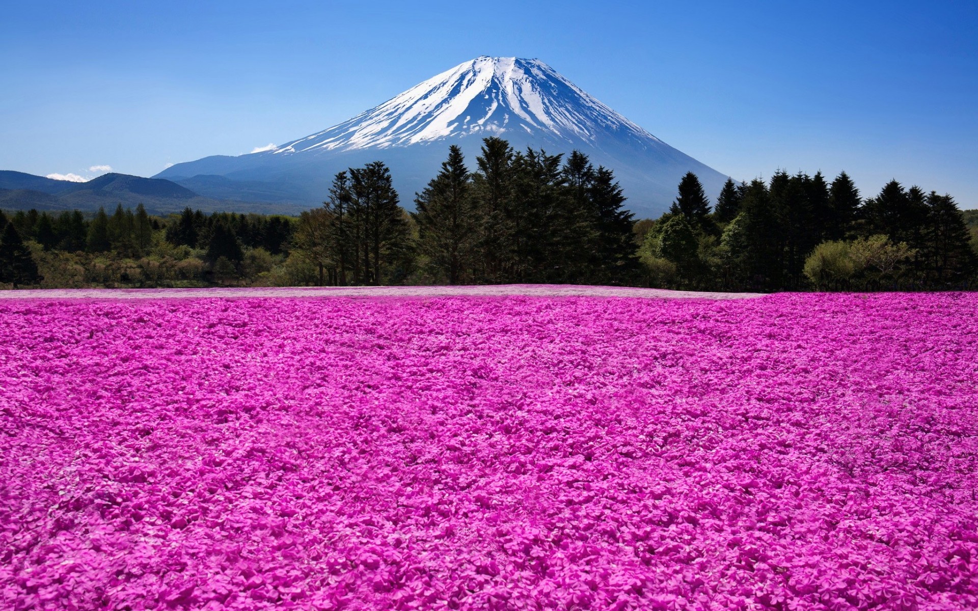 General 1920x1200 nature landscape mountains trees clouds Mount Fuji Japan flowers field pink plants Asia volcano