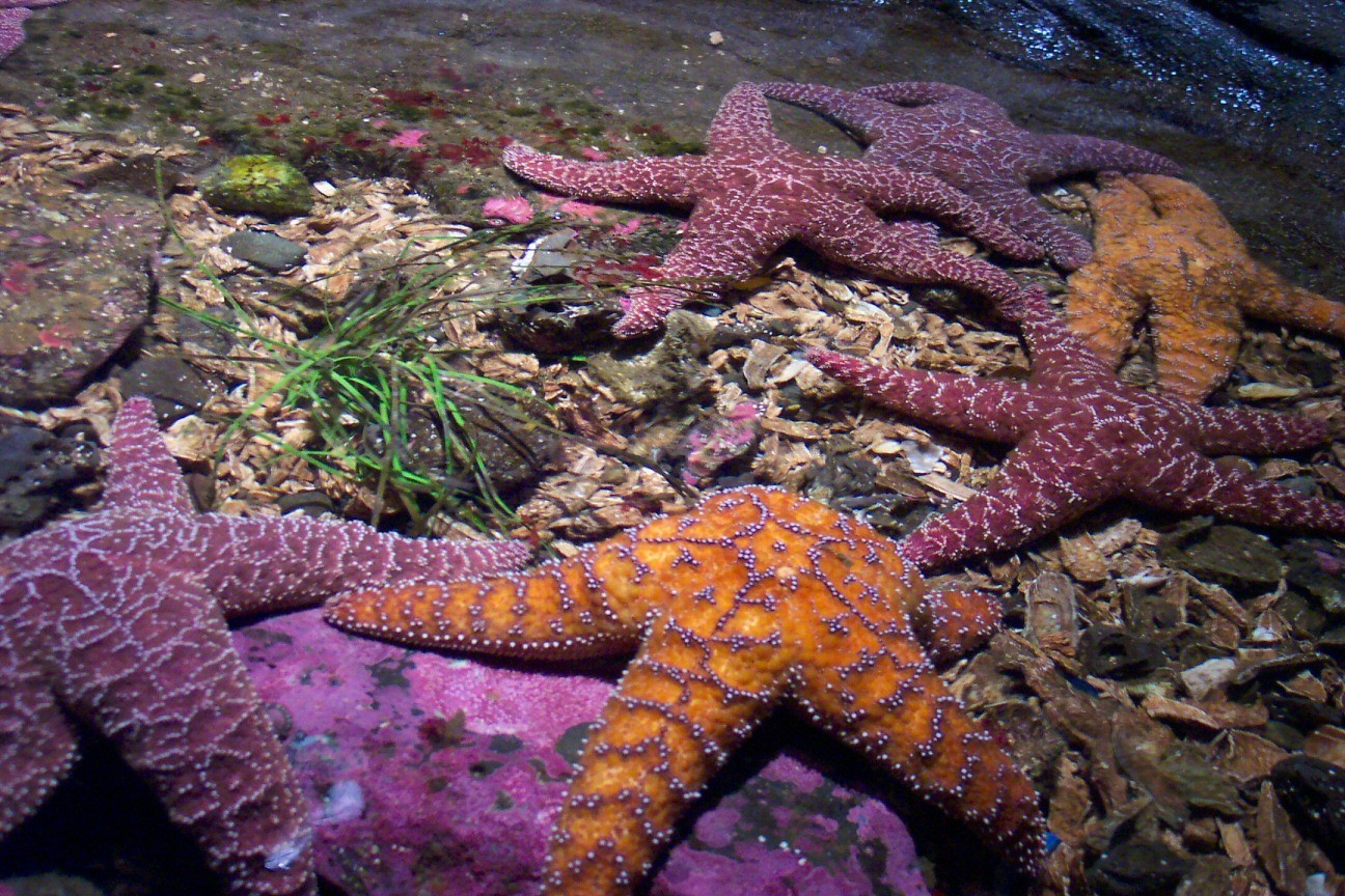 General 1296x864 starfish animals underwater sea life nature