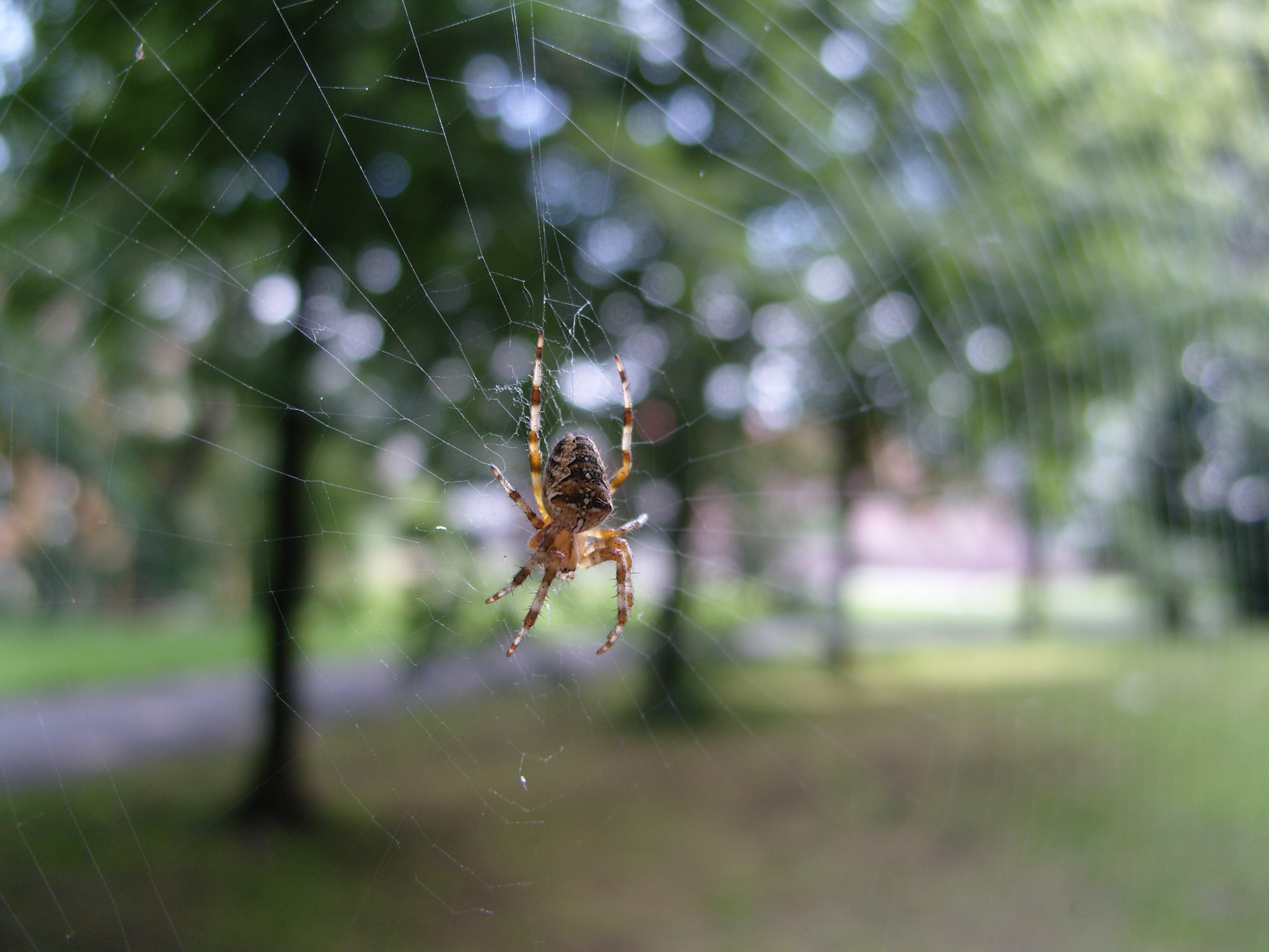 General 3136x2352 spider spiderwebs animals arachnid nature closeup