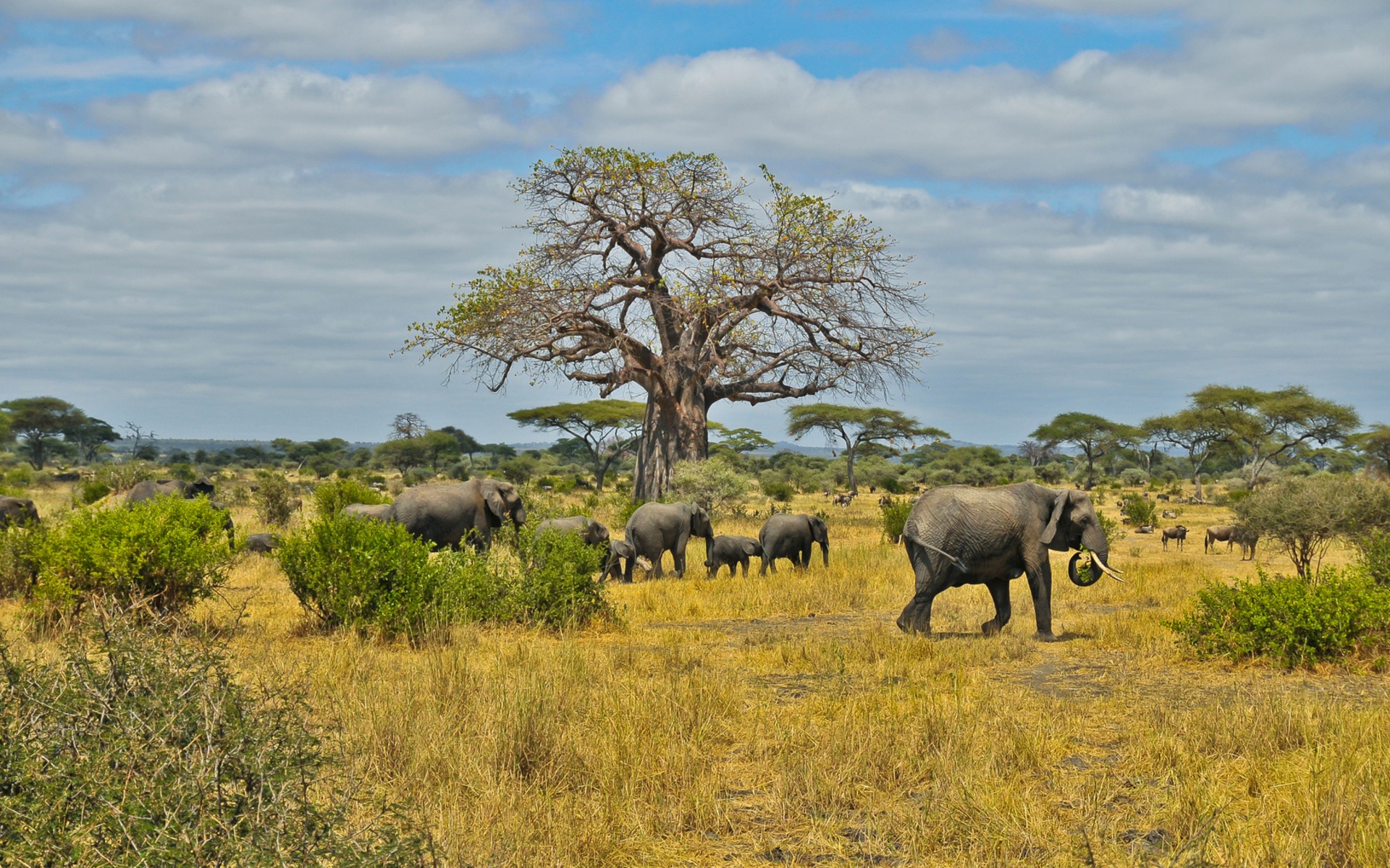 General 1920x1200 landscape umbrella thorn animals elephant Africa savannah nature mammals