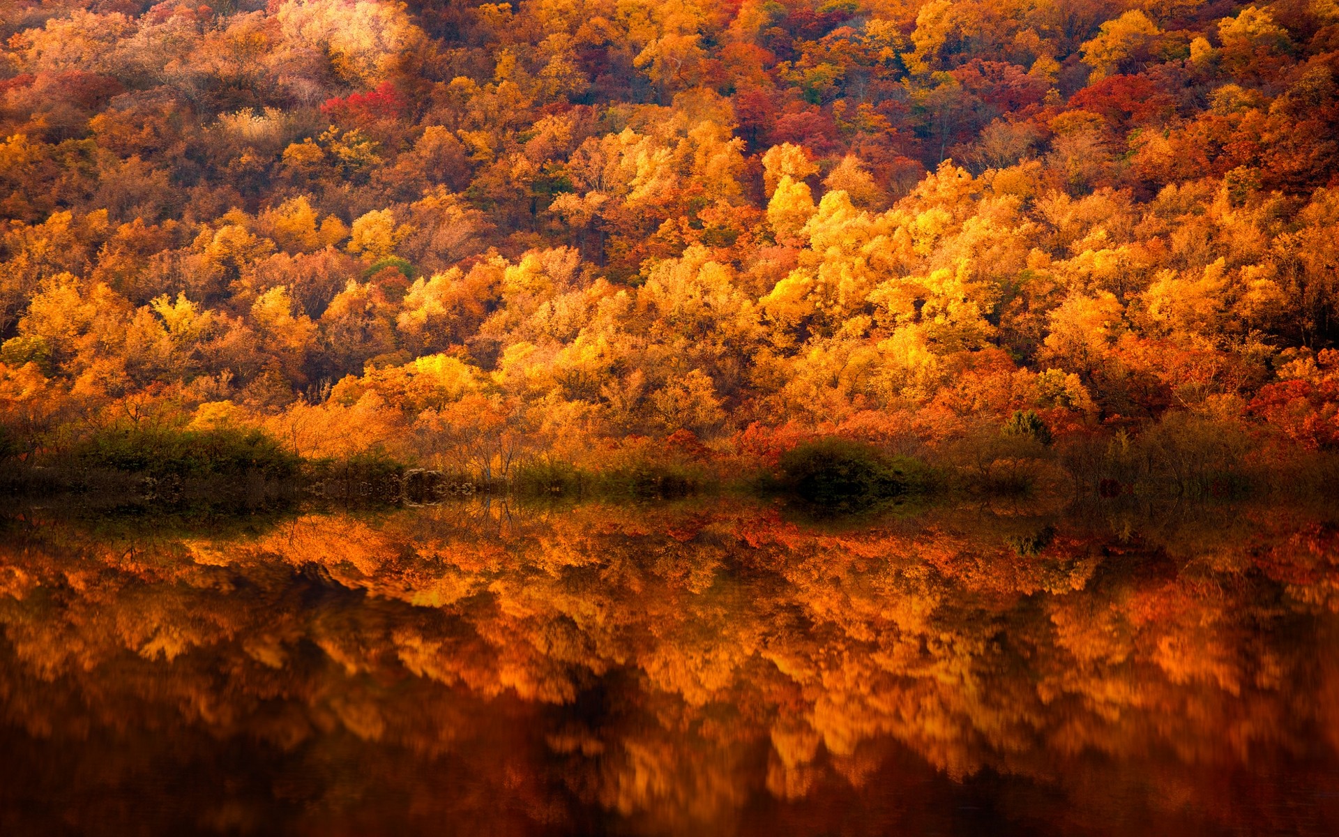 General 1920x1200 nature landscape fall forest lake reflection yellow amber trees shrubs Pennsylvania USA plants
