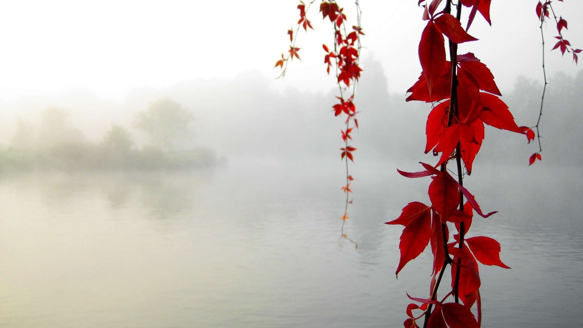 General 1920x1080 water leaves mist nature fall lake red leaves plants