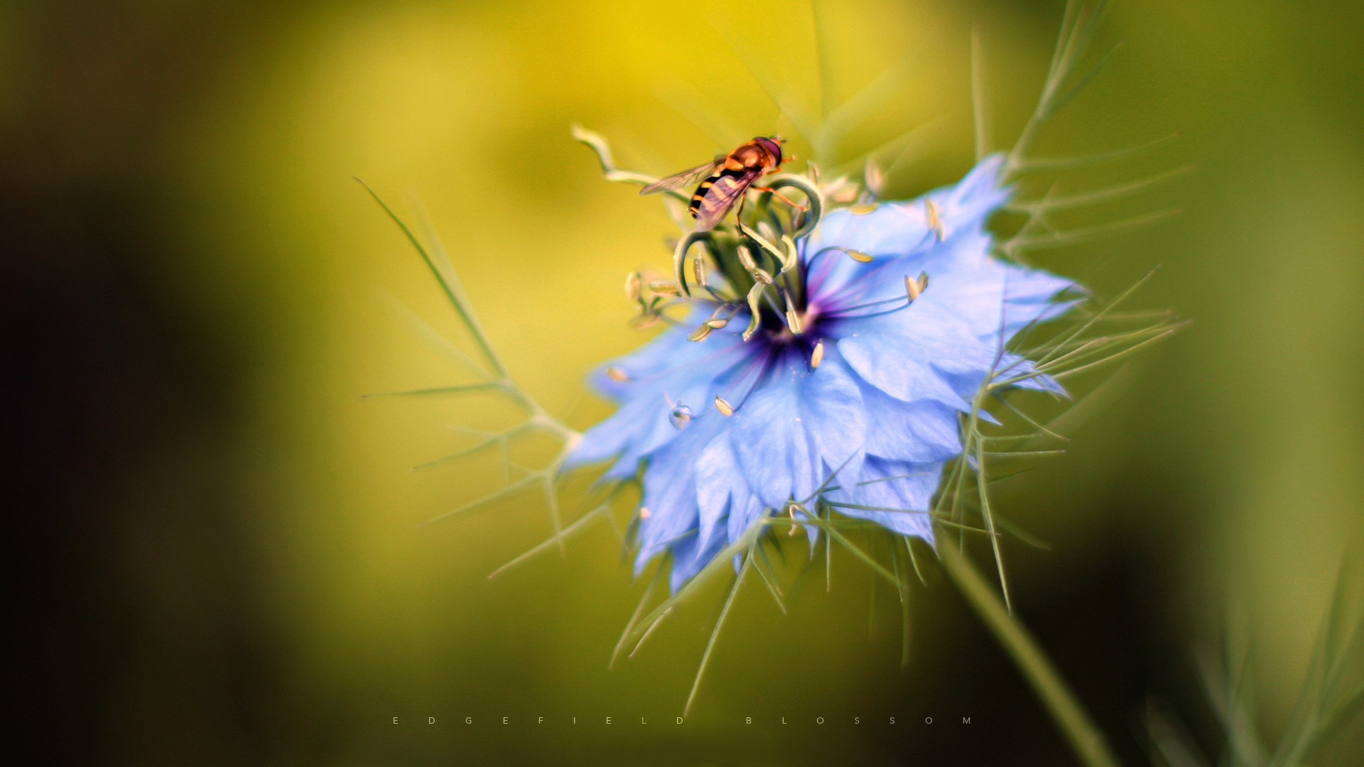General 1920x1080 insect macro blue flowers animals flowerflies cornflowers closeup