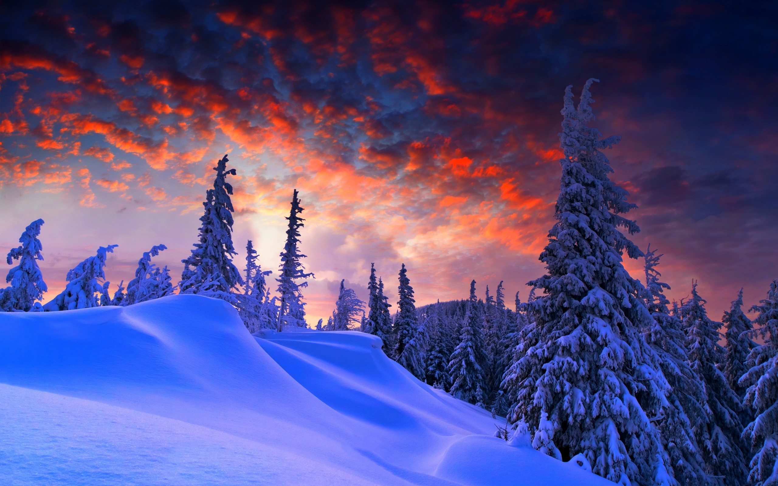 General 2560x1600 pine trees purple sky dusk skyscape trees winter snow sunlight sky