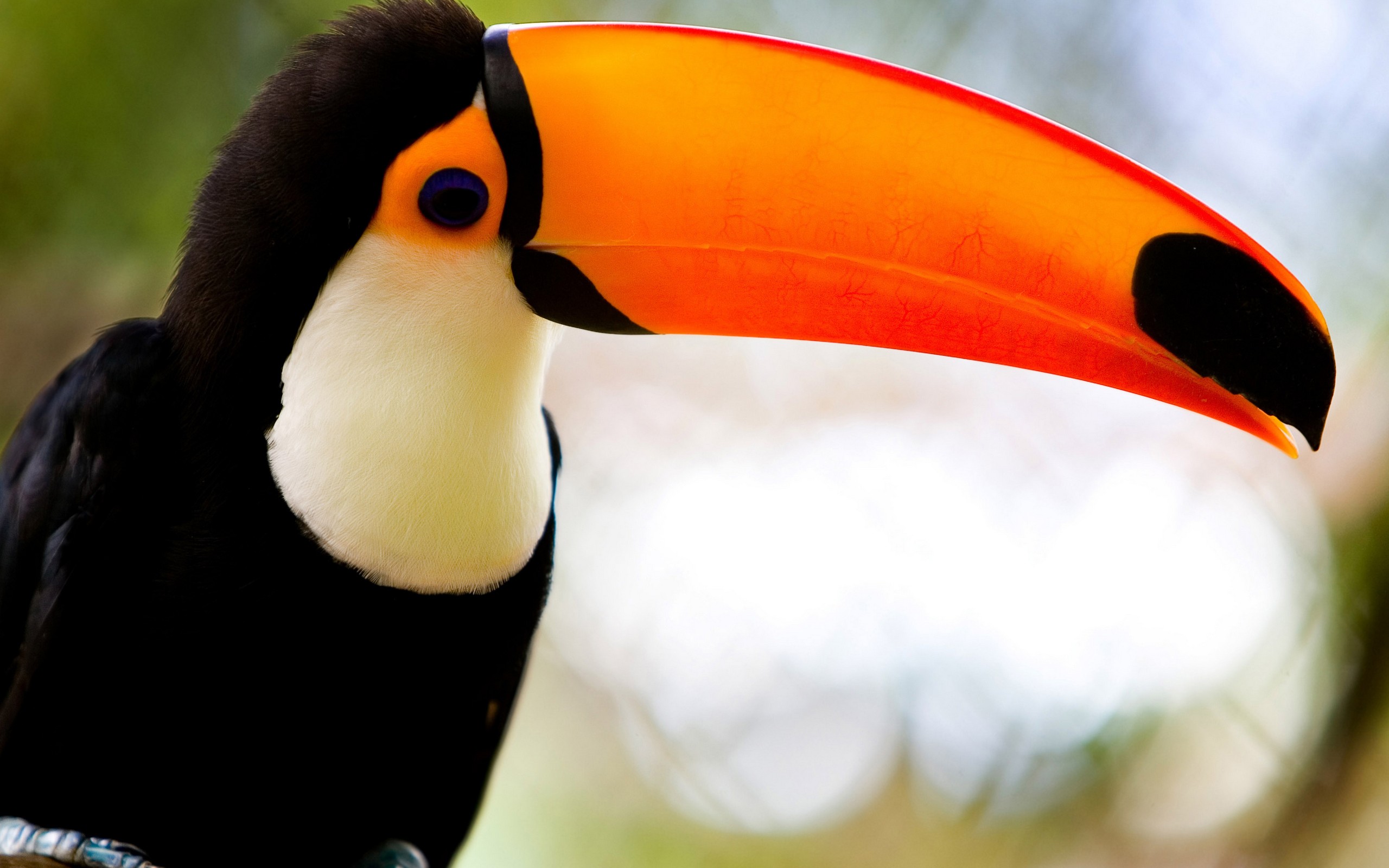 General 2560x1600 toucans birds animals