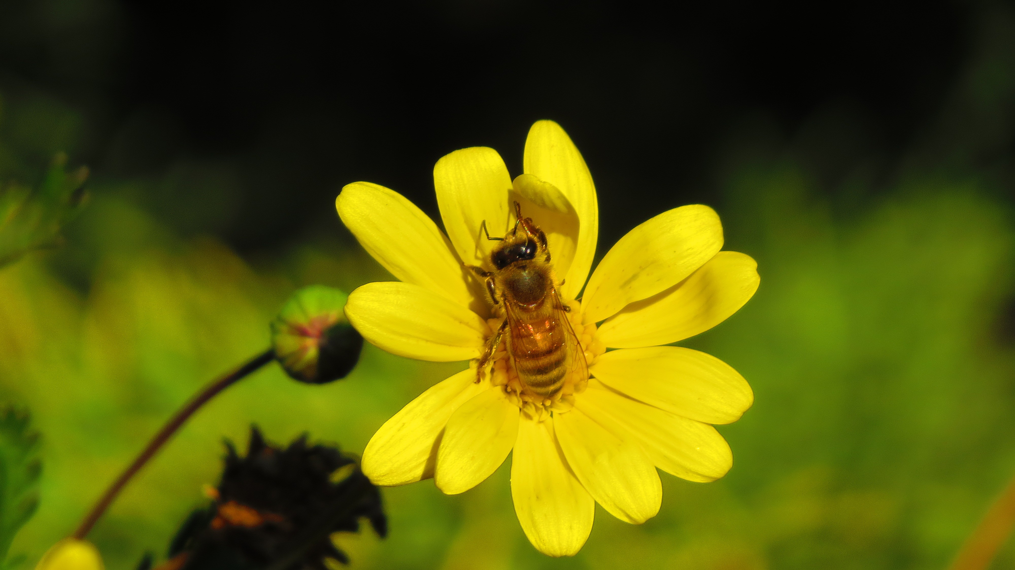 General 4000x2248 flowers yellow flowers bees nature animals insect closeup plants