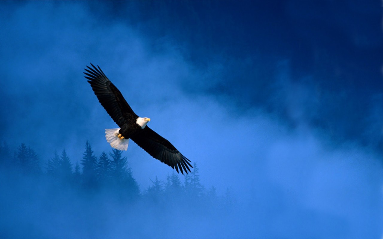 General 1280x800 bald eagle icon animals nature birds blue mist wings eagle flying