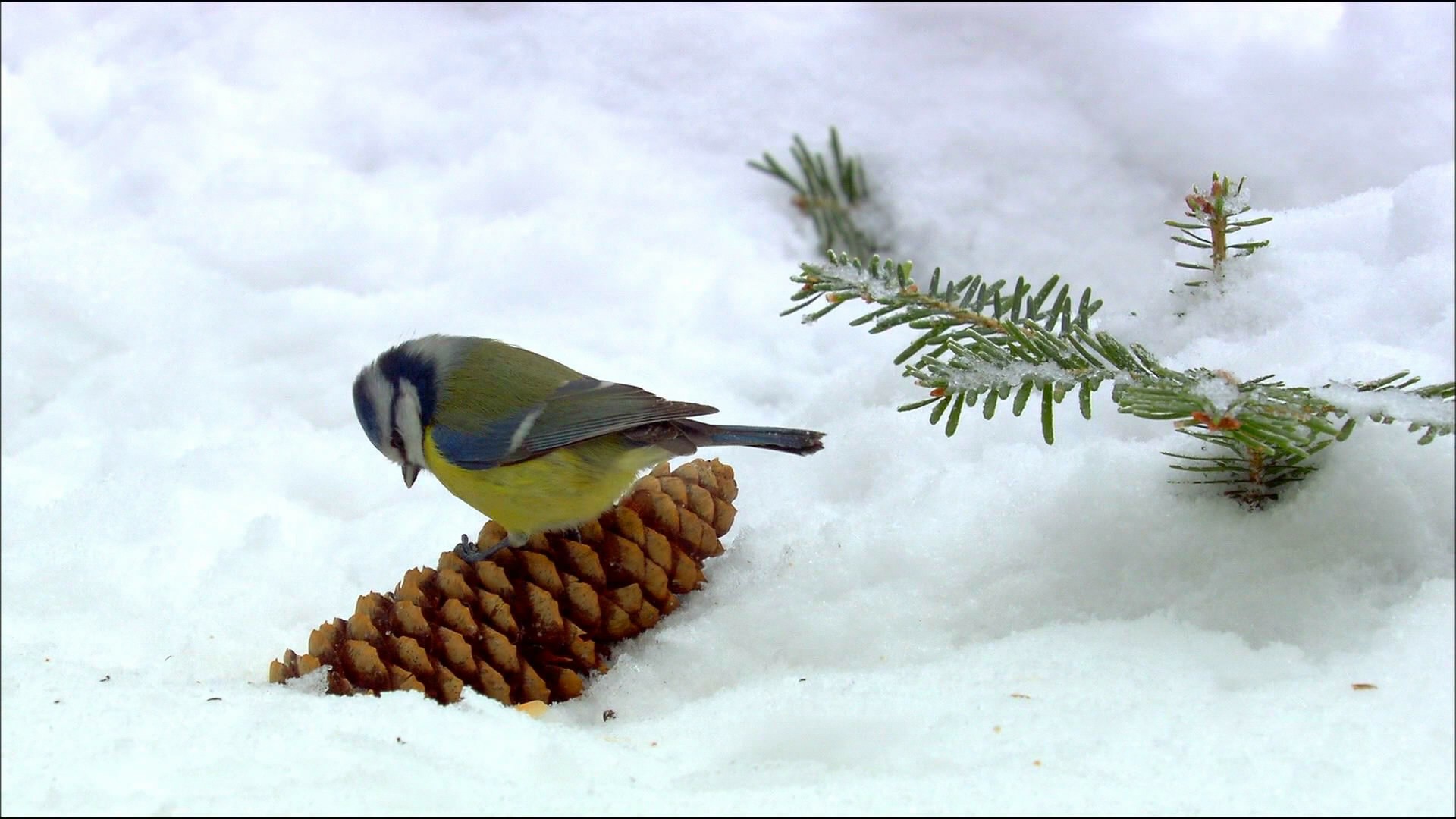General 1920x1080 animals birds snow titmouse winter plants cold outdoors nature pine cones