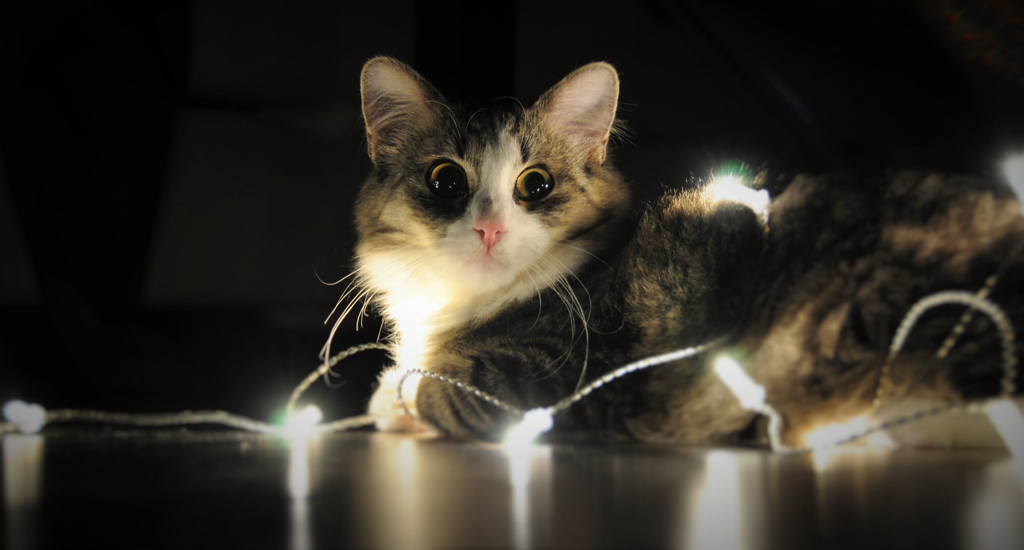 General 4150x2232 animals LEDs mammals cats indoors animal eyes