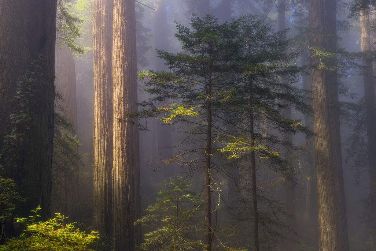 General 1230x820 nature forest morning mist daylight atmosphere trees California USA