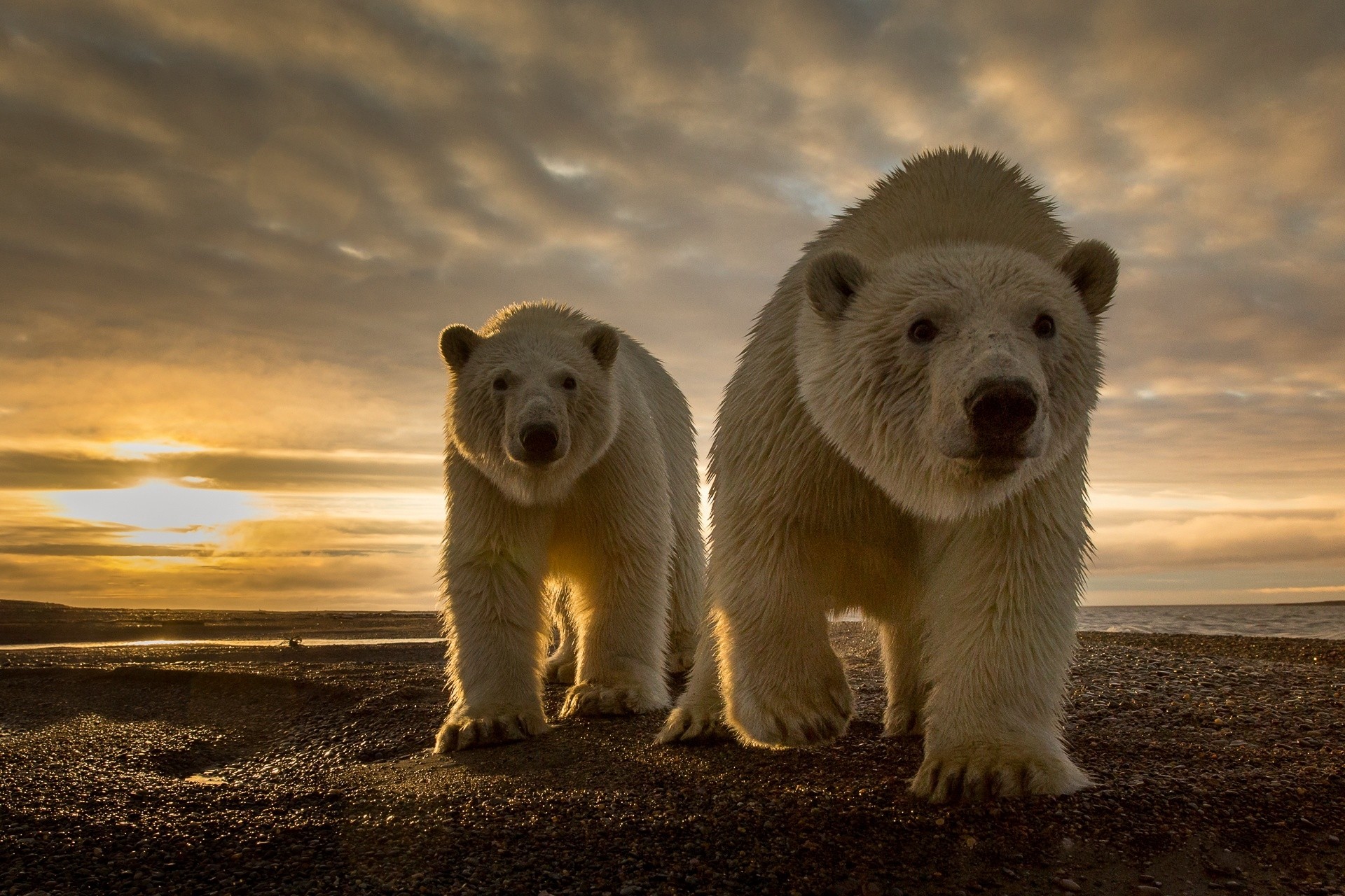 General 1920x1280 animals polar bears Sun clouds nature closeup sunlight sea sand evening horizon bears mammals