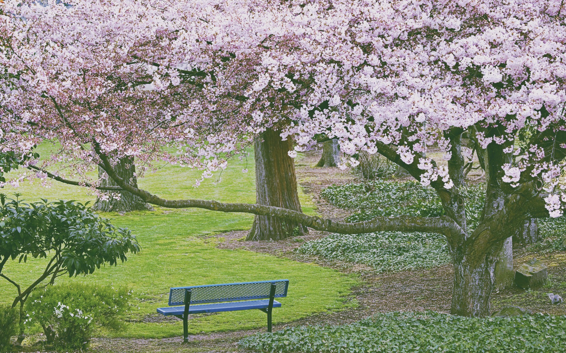 General 1920x1200 park bench spring blossoms trees cherry blossom