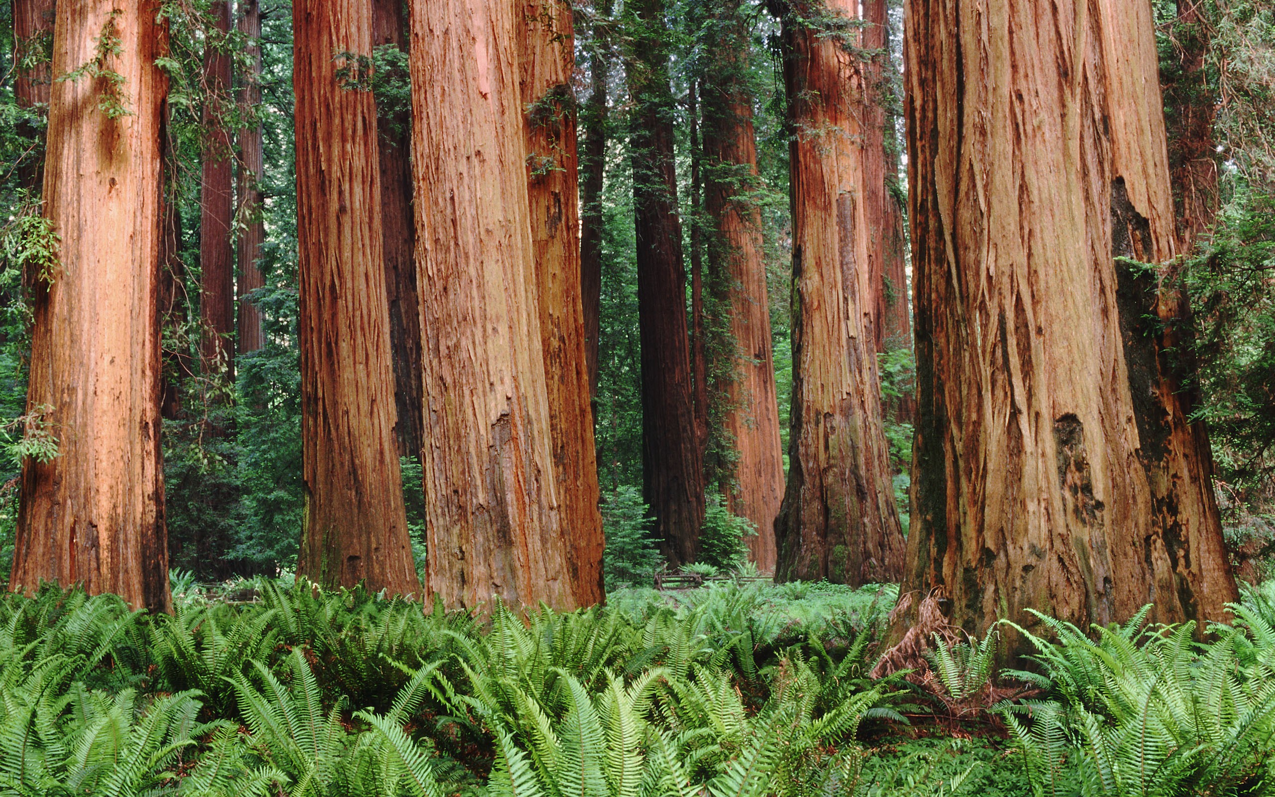 General 2560x1600 nature trees forest plants ferns leaves redwood sequoias