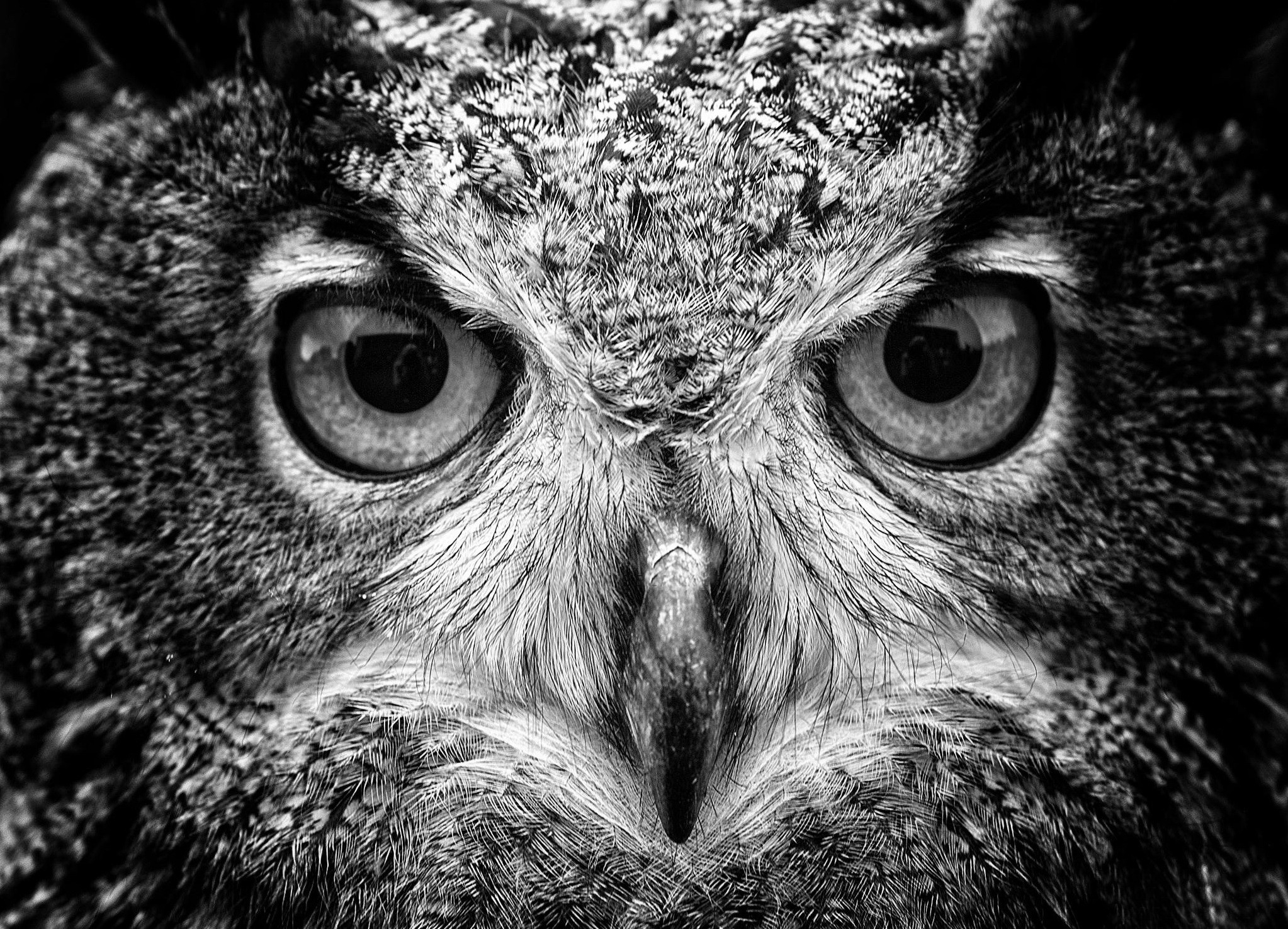 General 2046x1476 animals macro owl birds monochrome animal eyes