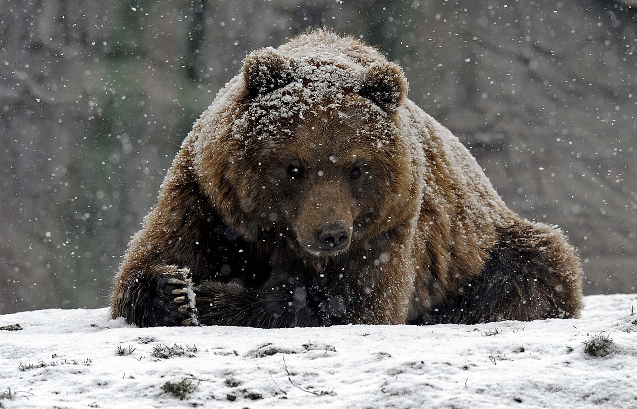 General 2100x1348 animals bears mammals snow cold outdoors winter