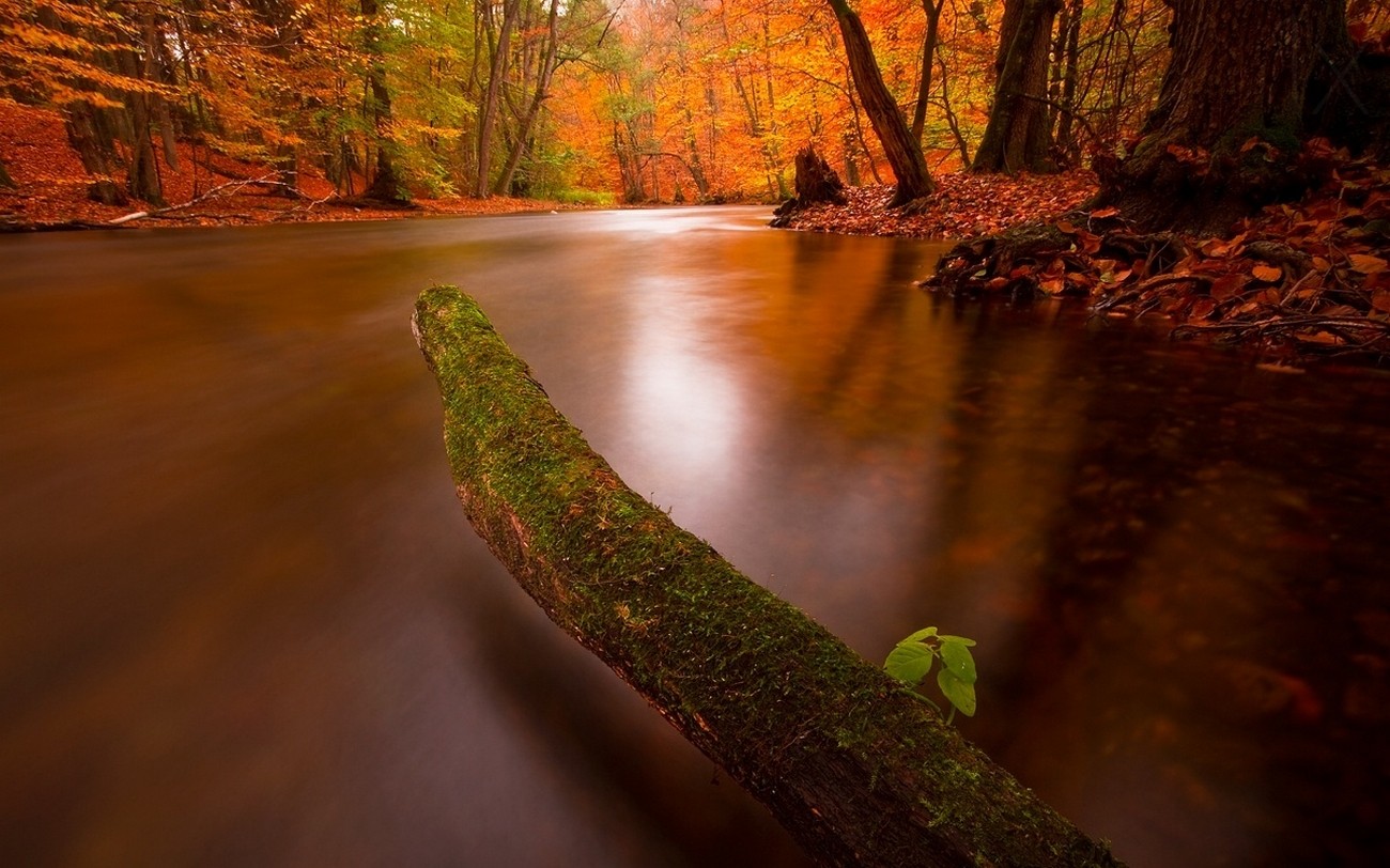General 1300x812 nature fall river forest leaves moss trees