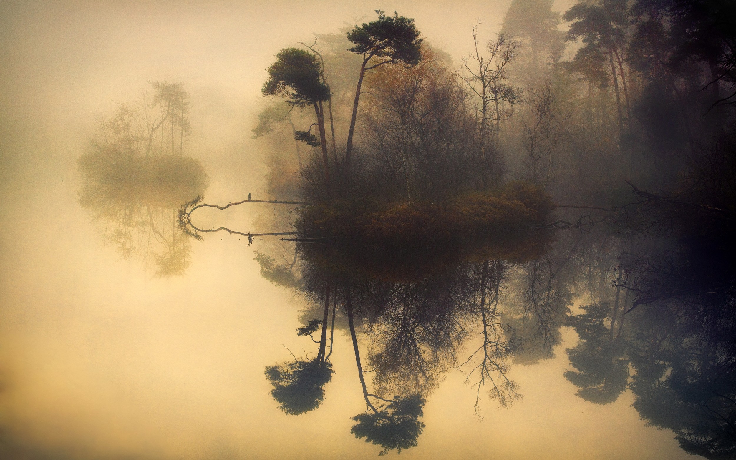 General 2500x1563 nature landscape mist lake trees water reflection shrubs fall birds calm morning beige pine trees