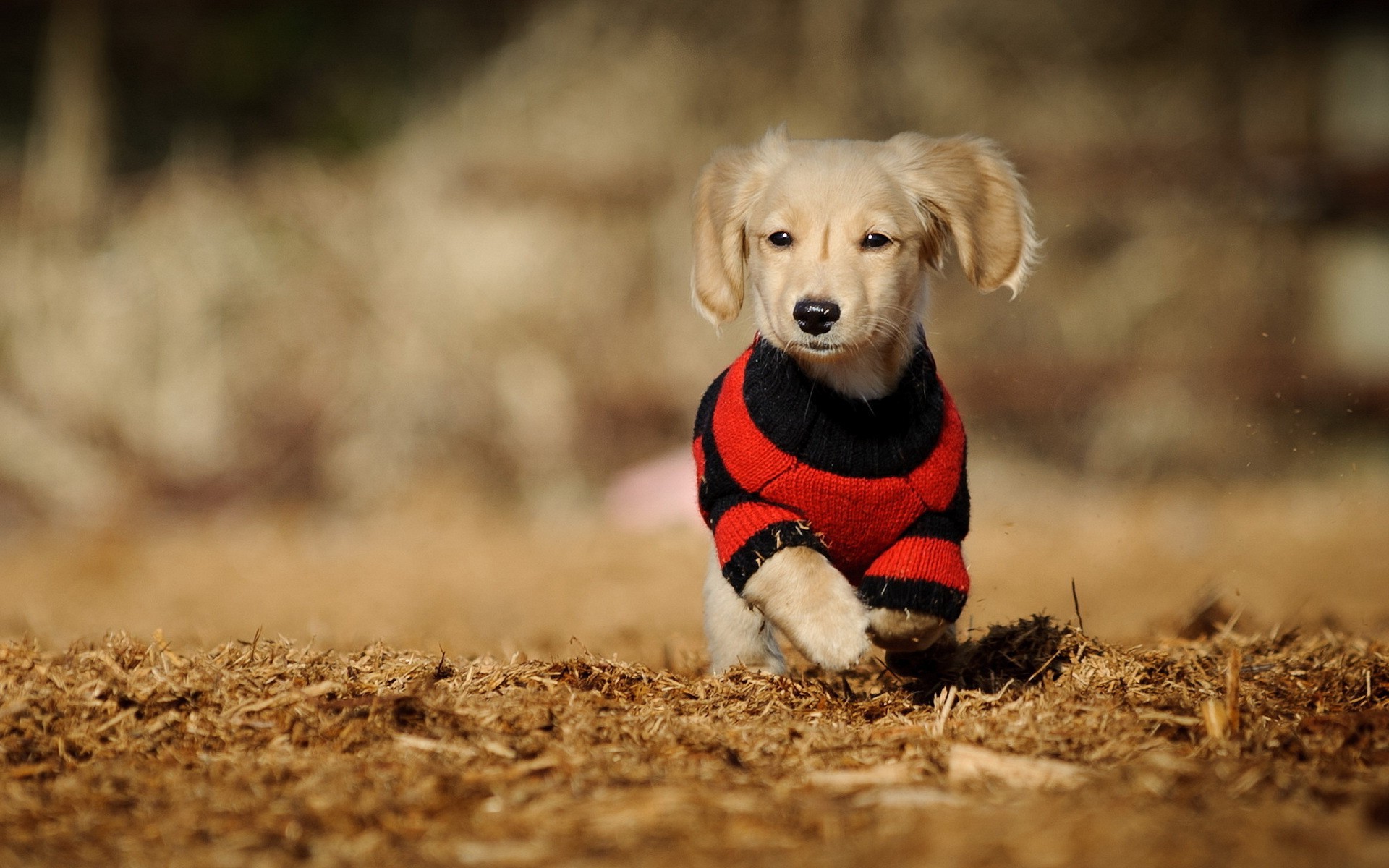 General 1920x1200 dog animals puppies mammals sweater outdoors