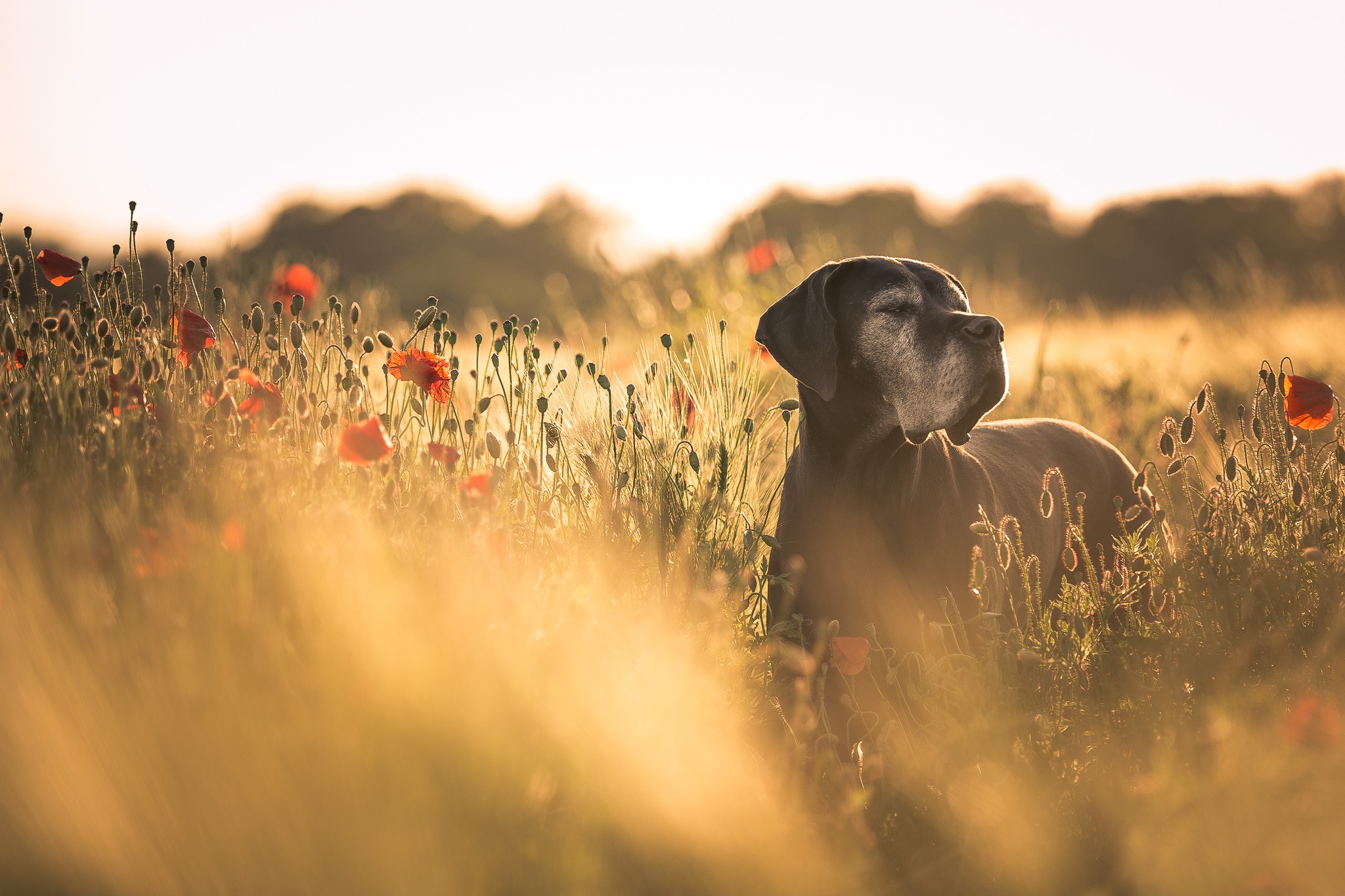 General 2048x1365 dog field flowers poppies red flowers depth of field animals mammals outdoors plants
