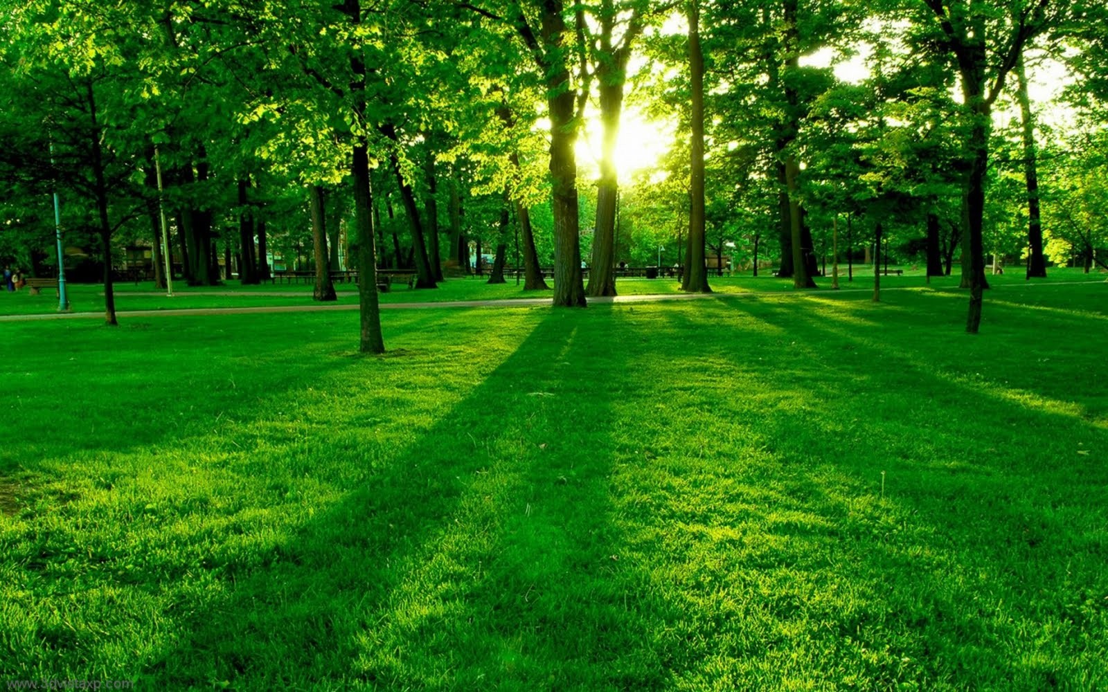 General 1600x1000 green grass park trees outdoors sunlight