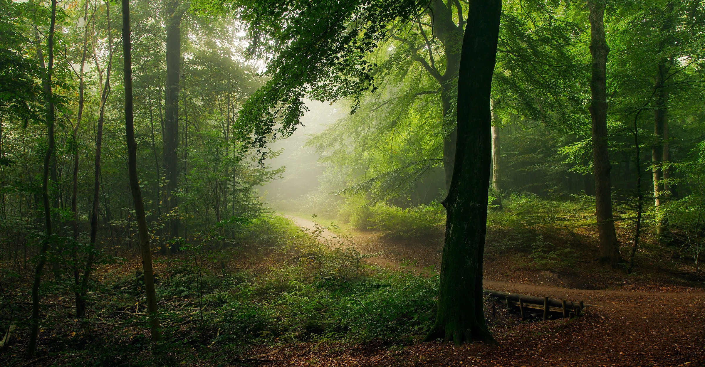 General 2400x1250 nature path forest mist shrubs morning trees