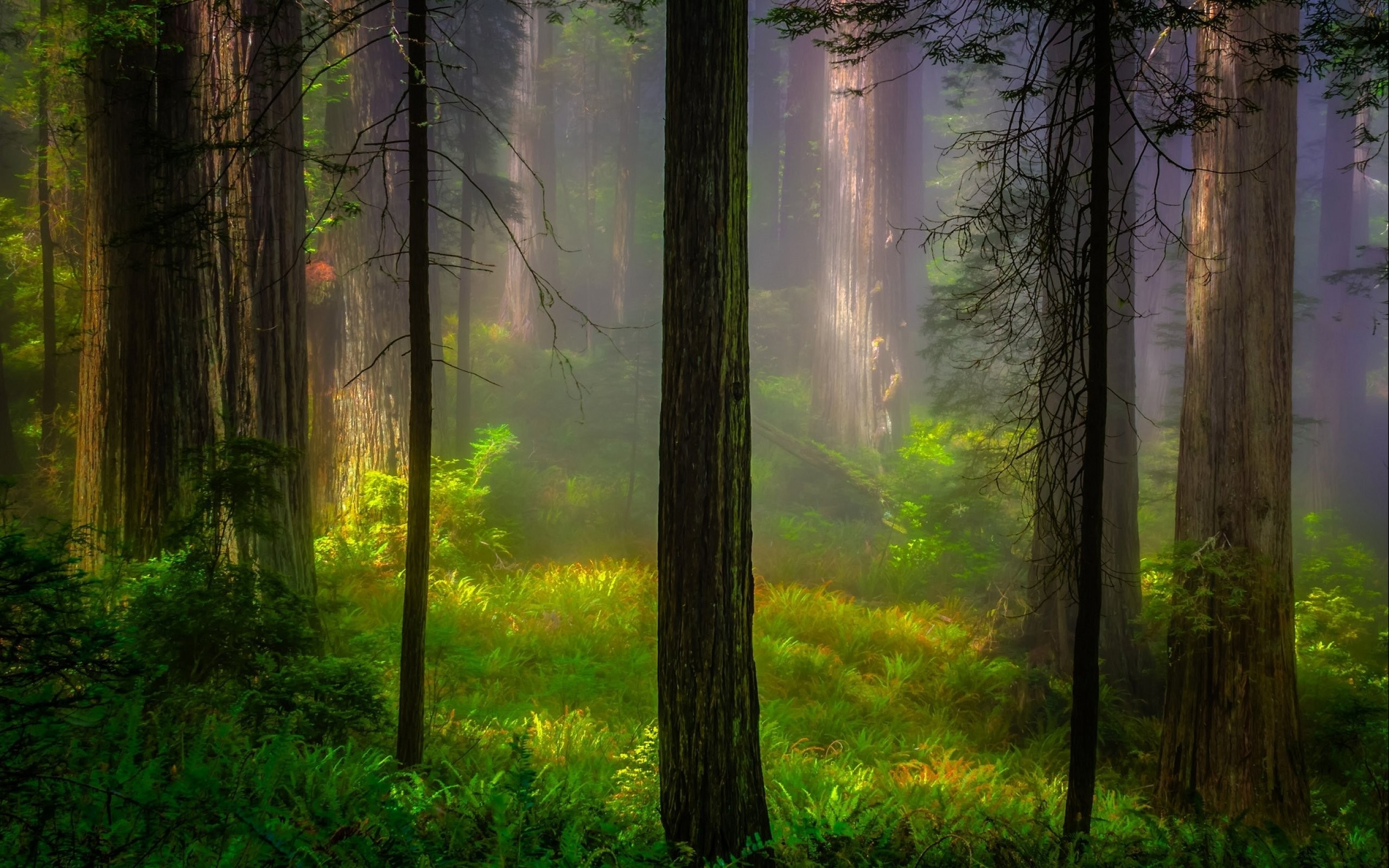 General 2560x1600 nature trees forest wood plants branch leaves mist sunlight grass