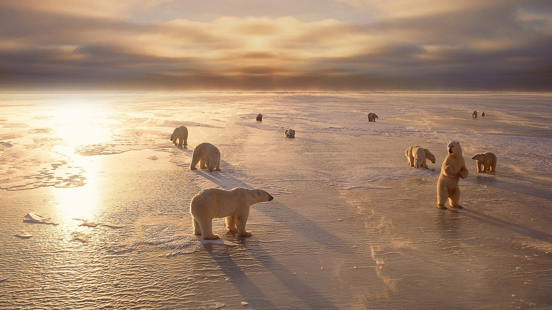 General 1920x1080 animals nature ice landscape polar bears sunlight bears mammals Arctic