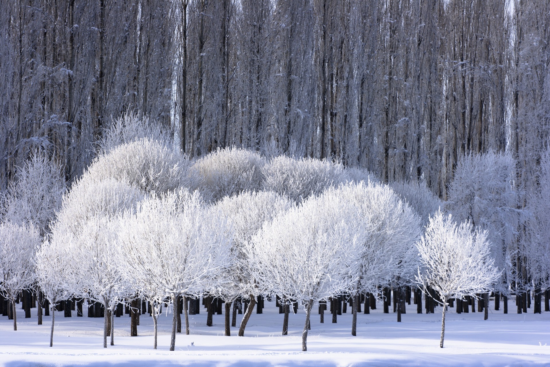 General 1920x1280 landscape snow frost winter sunlight trees white