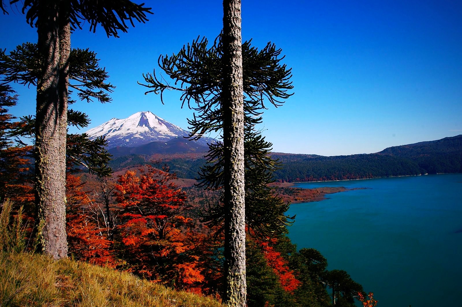 General 1600x1064 volcano Chile forest lake fall snowy peak trees monkey puzzle tree grass morning nature mountains landscape South America