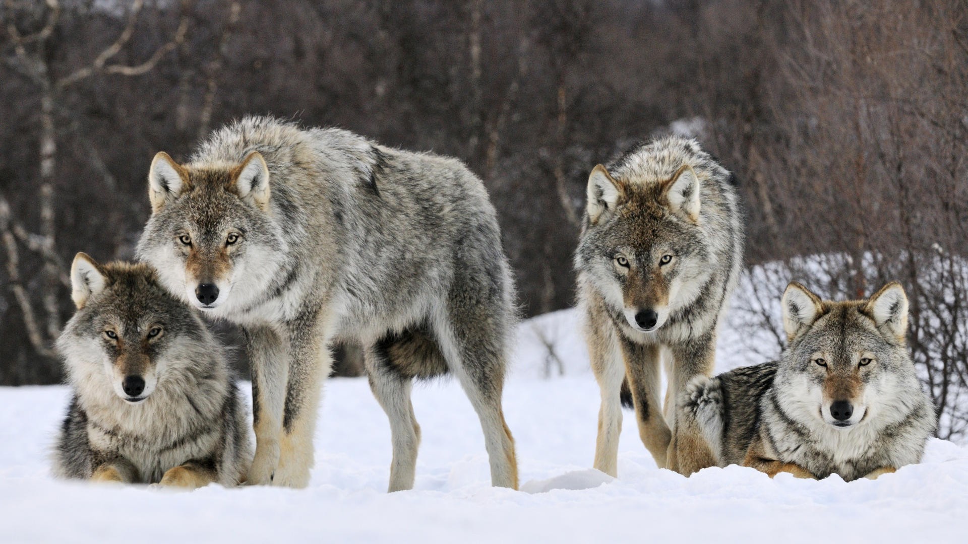 General 1920x1080 animals wolf snow mammals outdoors cold winter