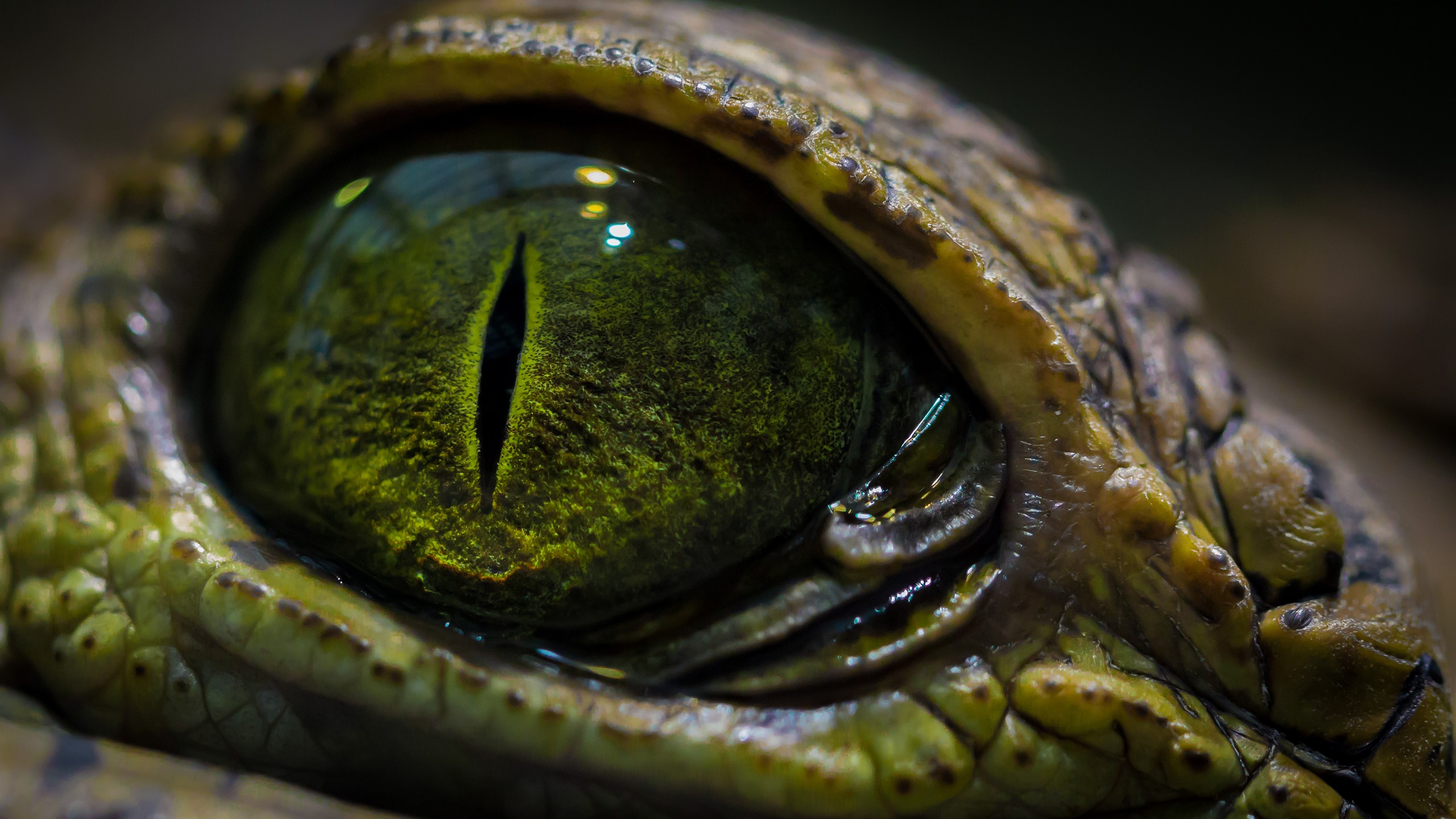 General 2560x1440 eyes macro crocodiles reptiles animal eyes