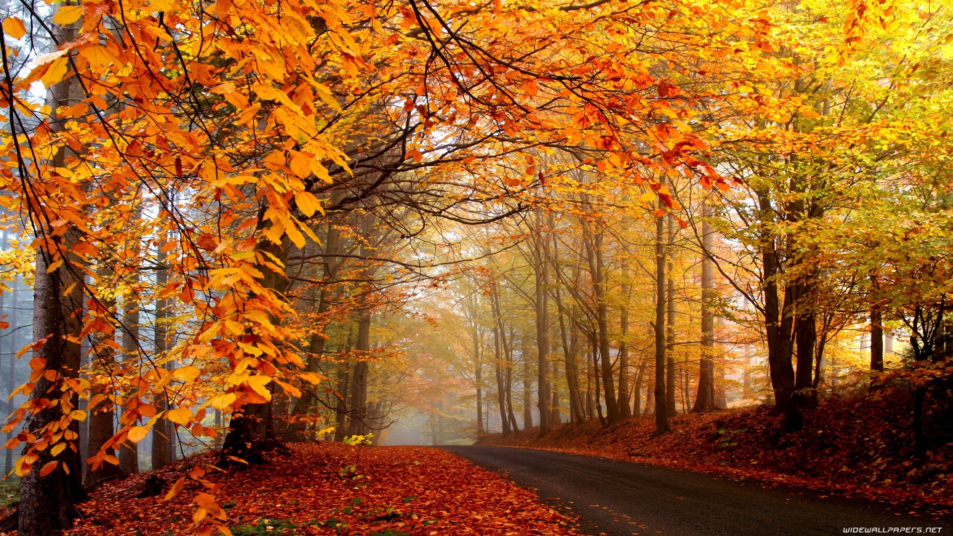 General 1920x1080 road fall trees leaves outdoors nature