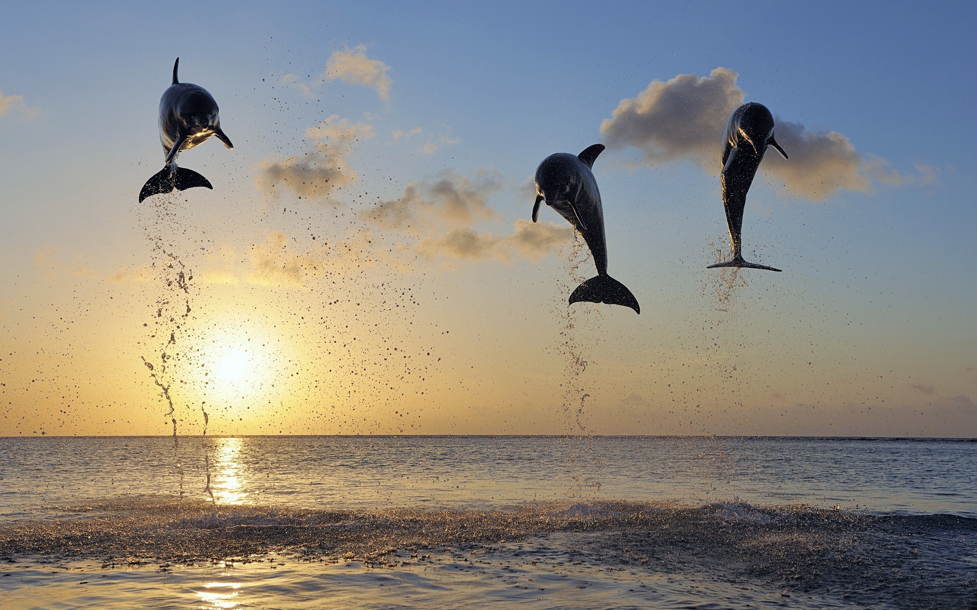 General 1920x1200 dolphin mammals animals sea nature jumping Sun