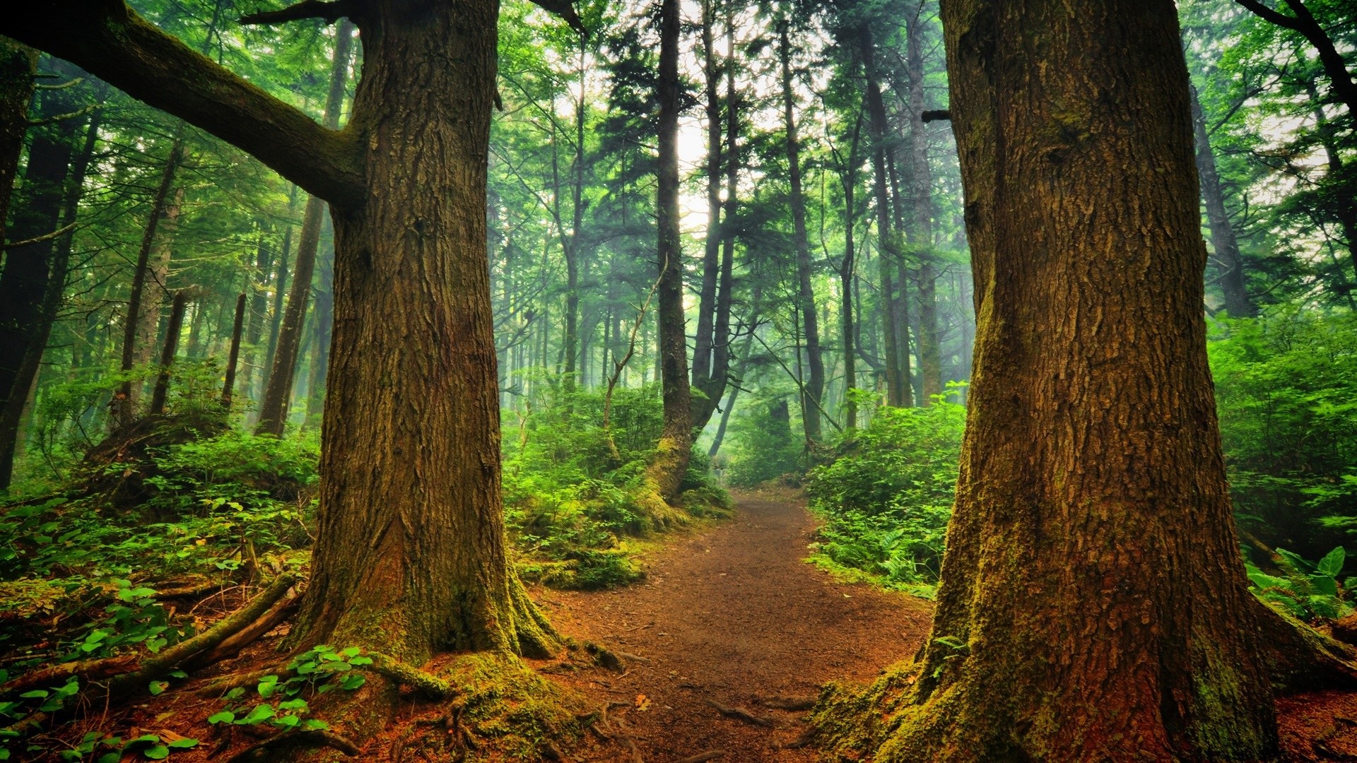 General 1920x1080 nature landscape trees wood forest leaves branch path plants moss mist HDR sunlight