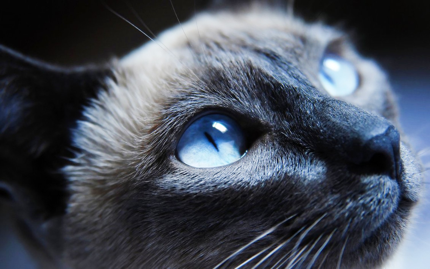 General 1500x938 Siamese cats cats blue eyes blue macro closeup animals animal eyes mammals