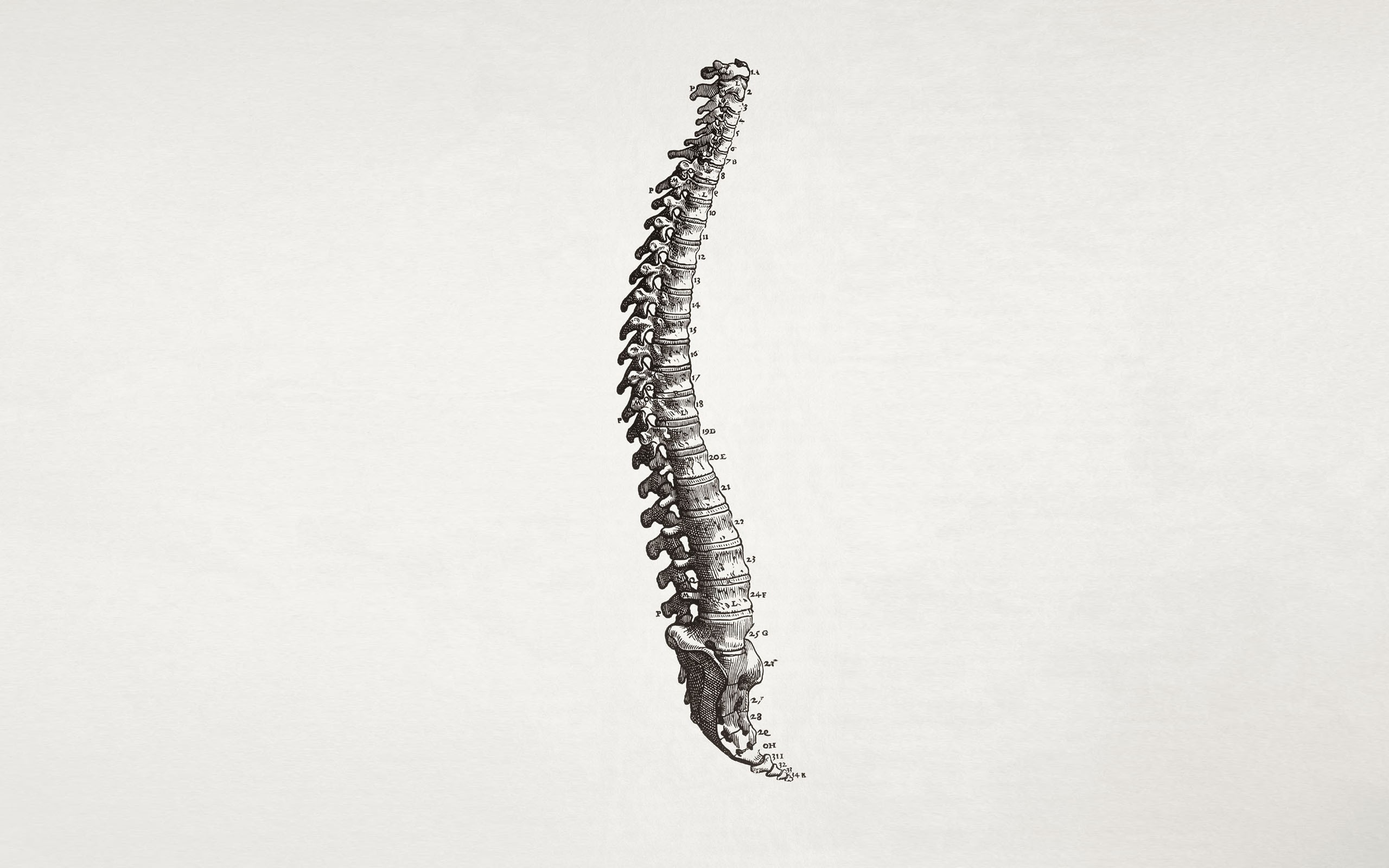 General 2560x1600 medicine spine simple background anatomy white background bones