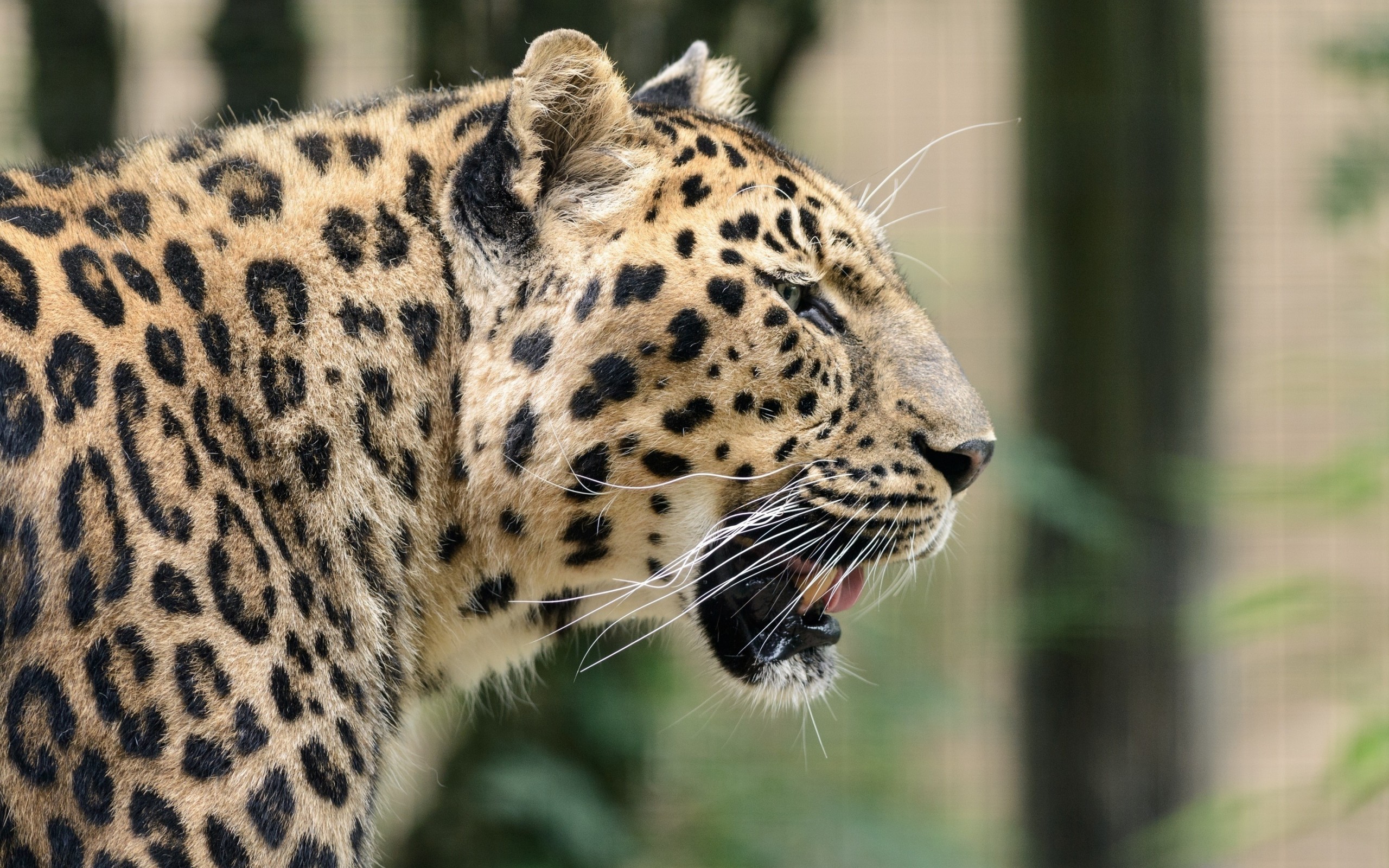 General 2560x1600 animals leopard mammals nature big cats closeup