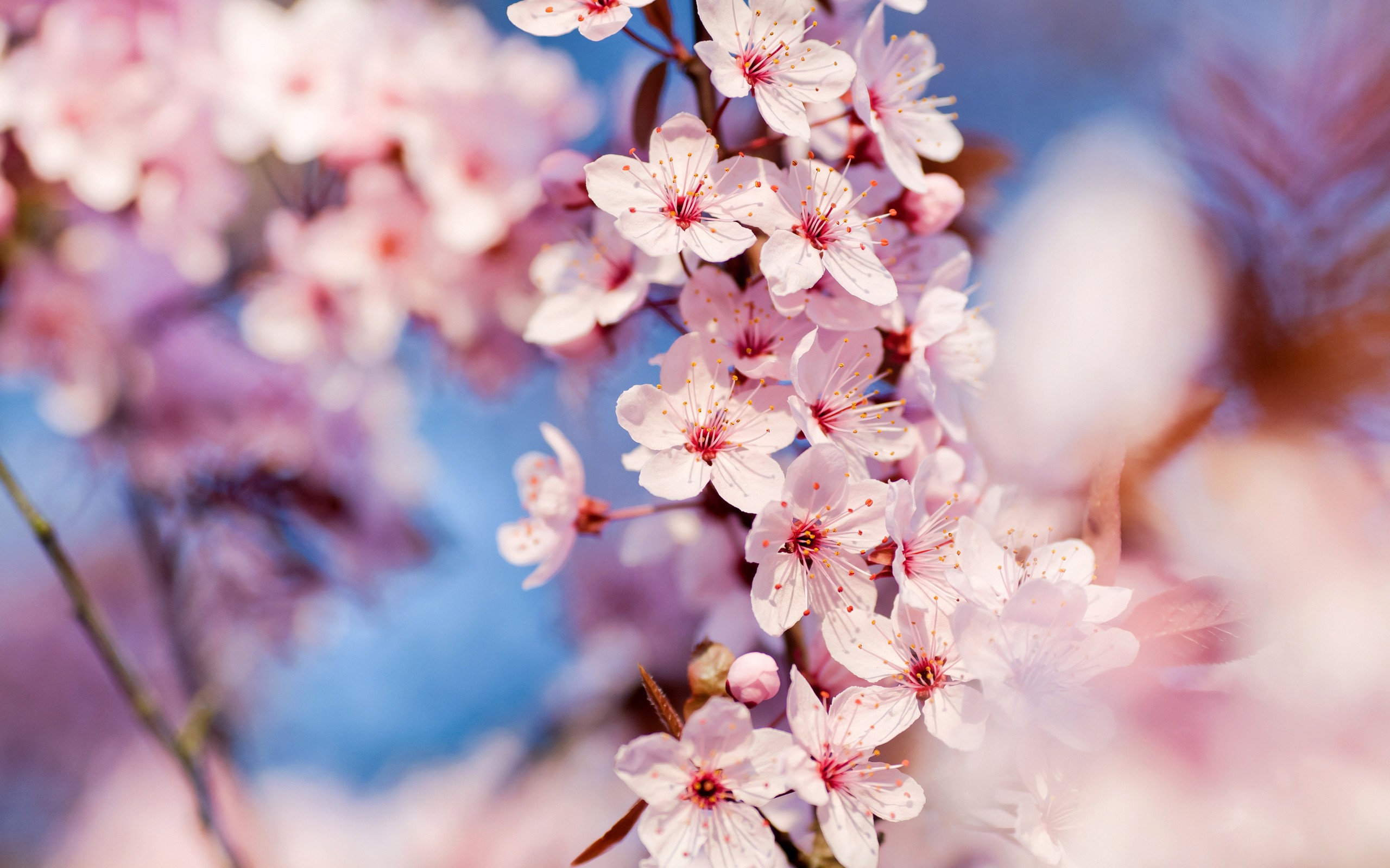 General 2560x1600 nature macro flowers plants pink cherry blossom petals colorful