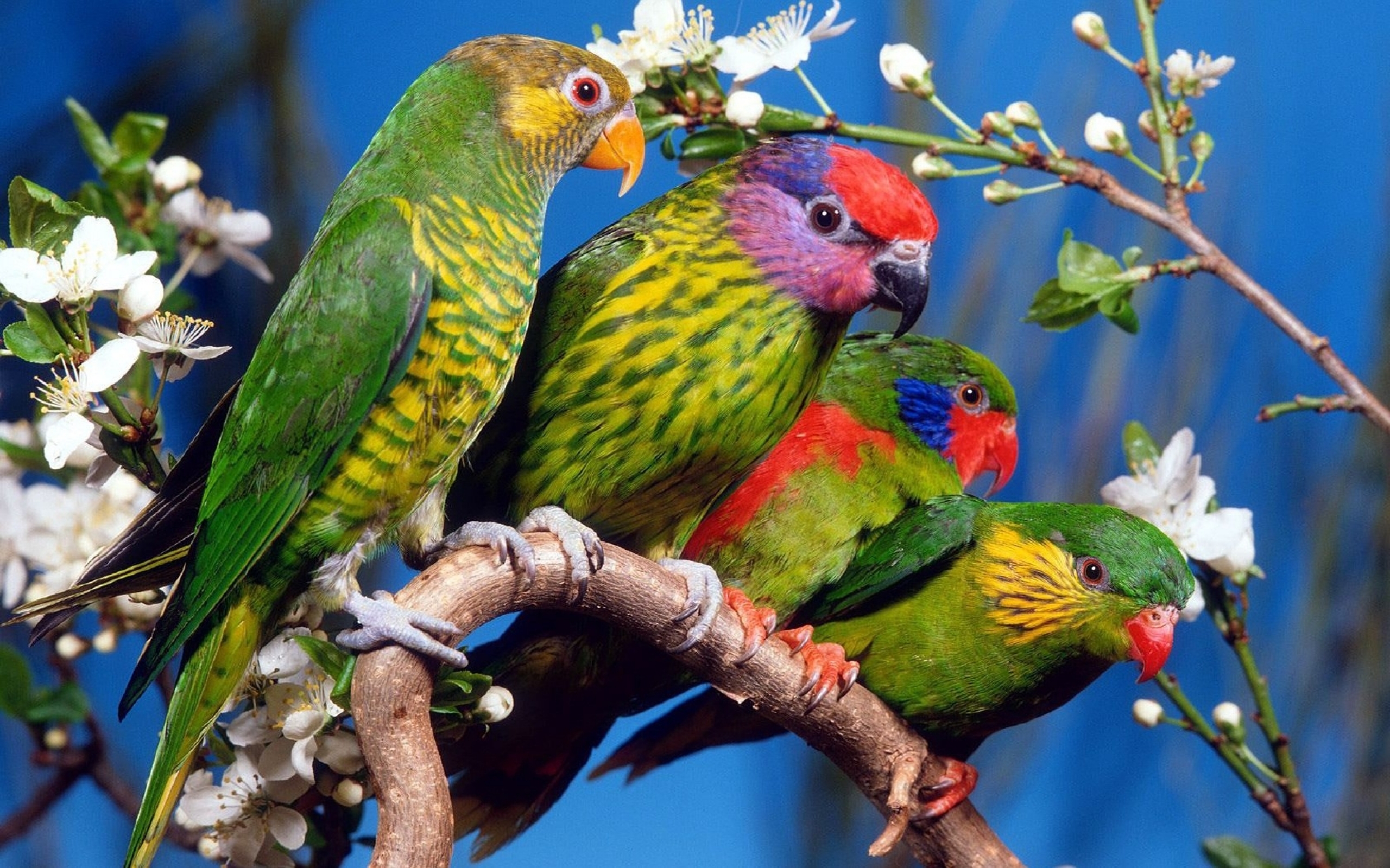General 2560x1600 parrot birds animals branch flowers plants closeup
