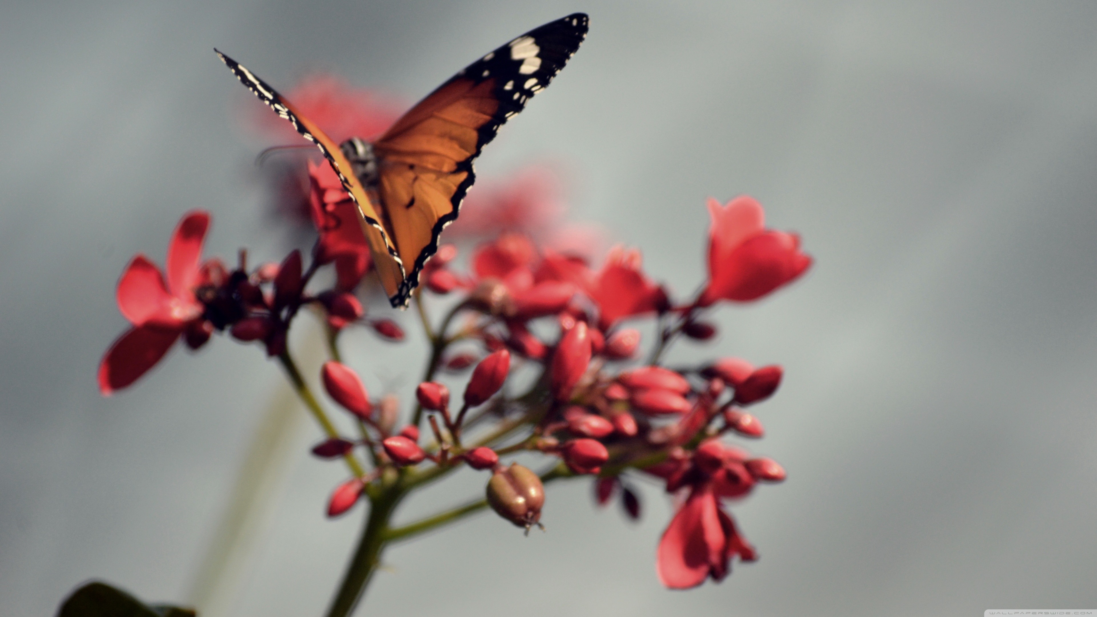 Цветок красные бабочки. Бабочка. Бабочки в природе. Бабочка на цветке. Красивые обои на телефон.